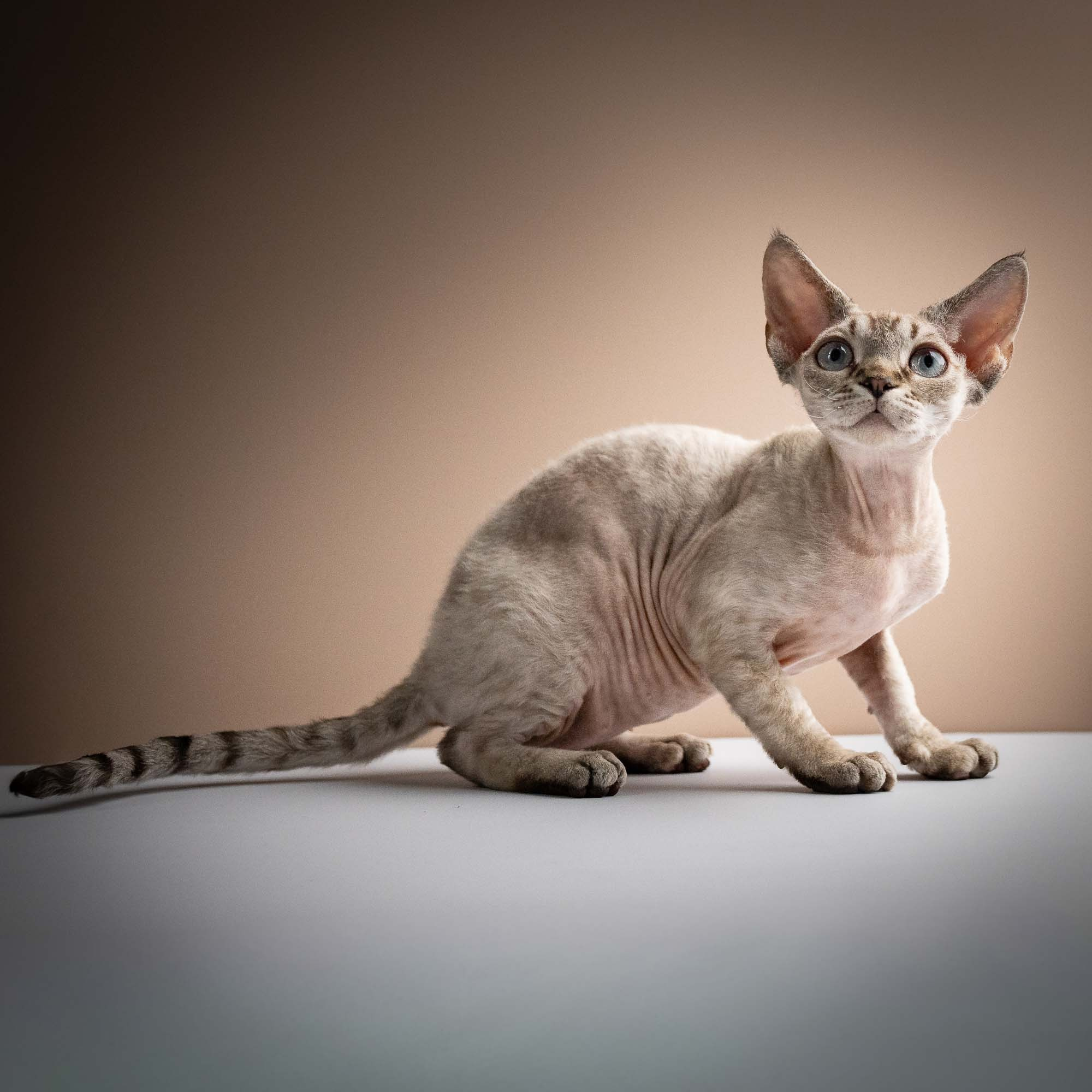 Nellie, girl, born 01.17.26. Devon Rex Pixie Cattery