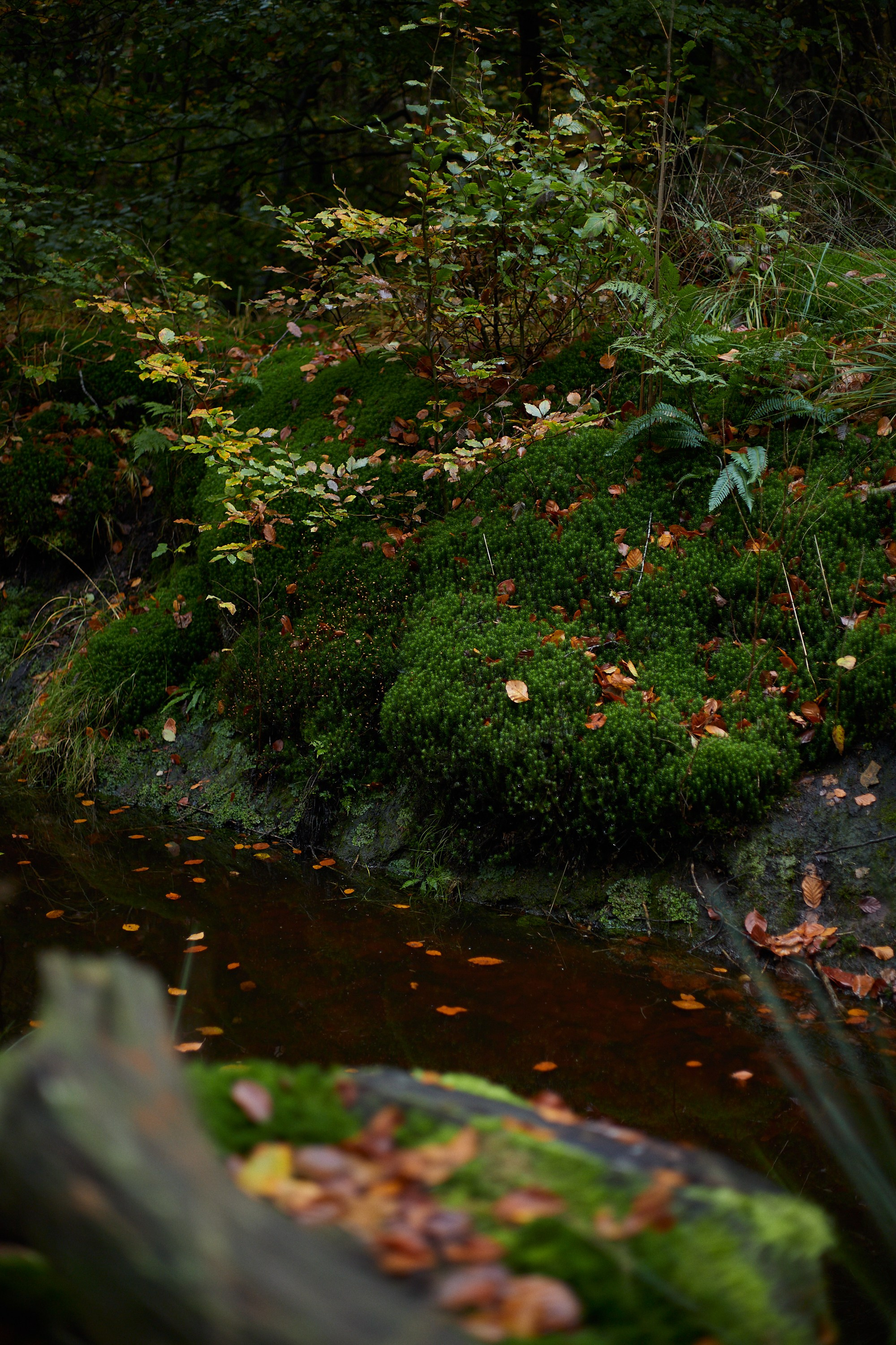 Nature. Personal, fashion, business Photographer in Netherlands