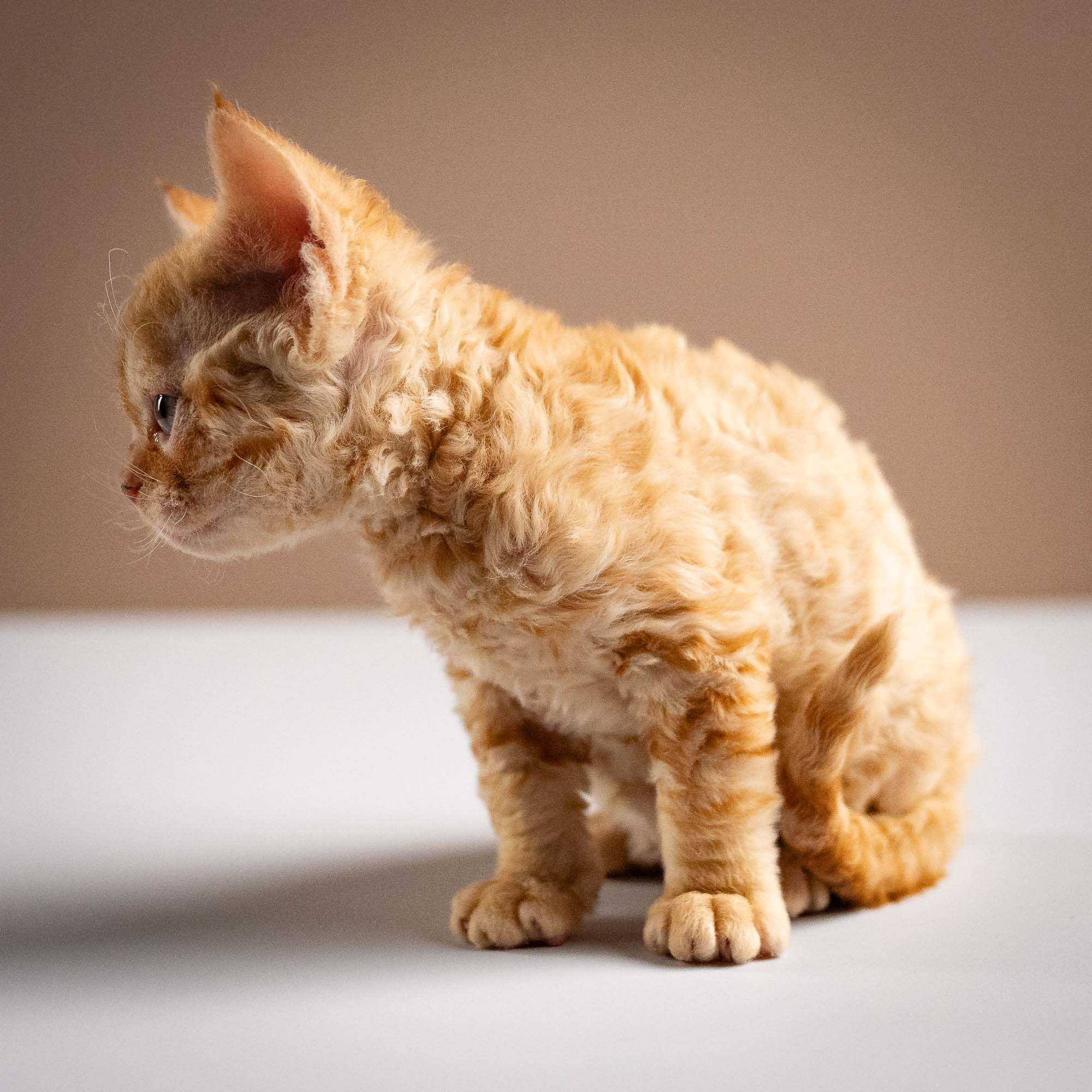 Piper, girl, born 02.11.26. Devon Rex Pixie Cattery