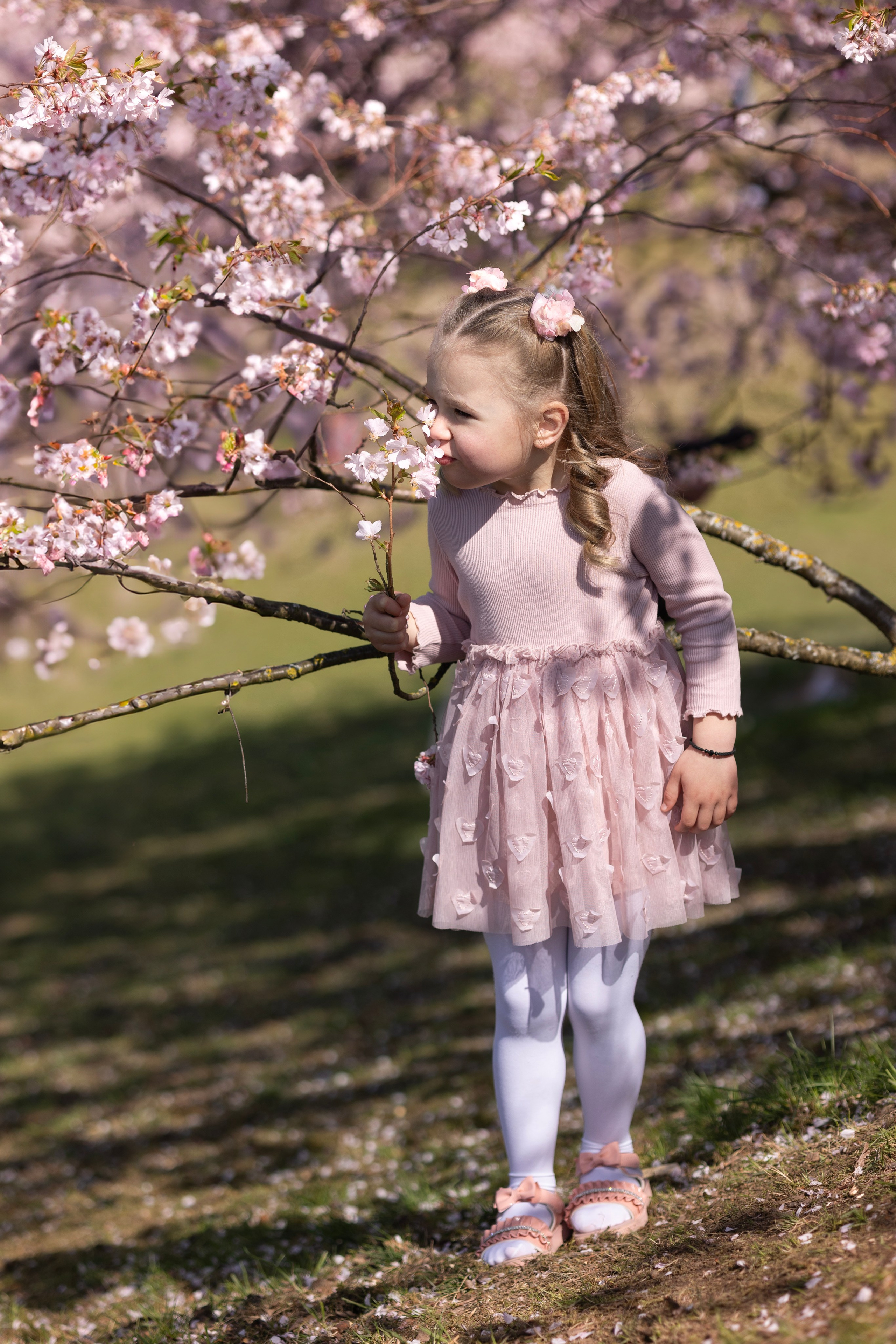 Cherry Blossoms in Munich. Photographer in Munich