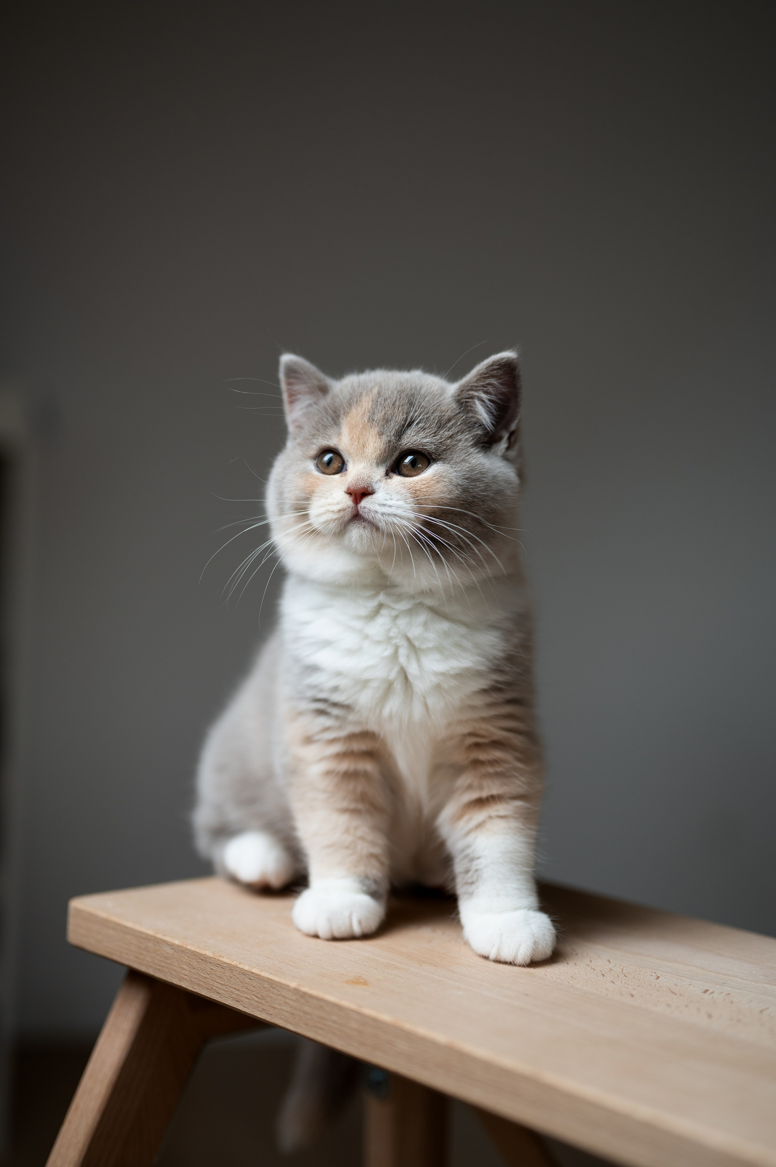 Kätzchen. Tierfotografie und Familienfotografie in der Hallertau
