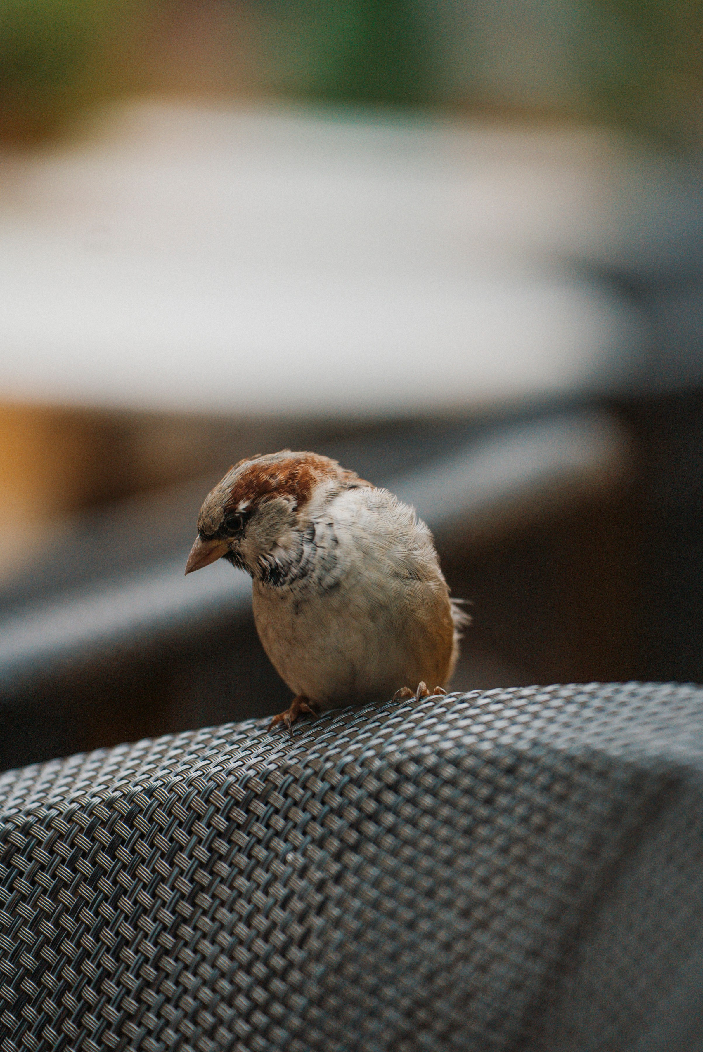 2025. Стрит-фотография, полная абсурда, идиотизма и красоты