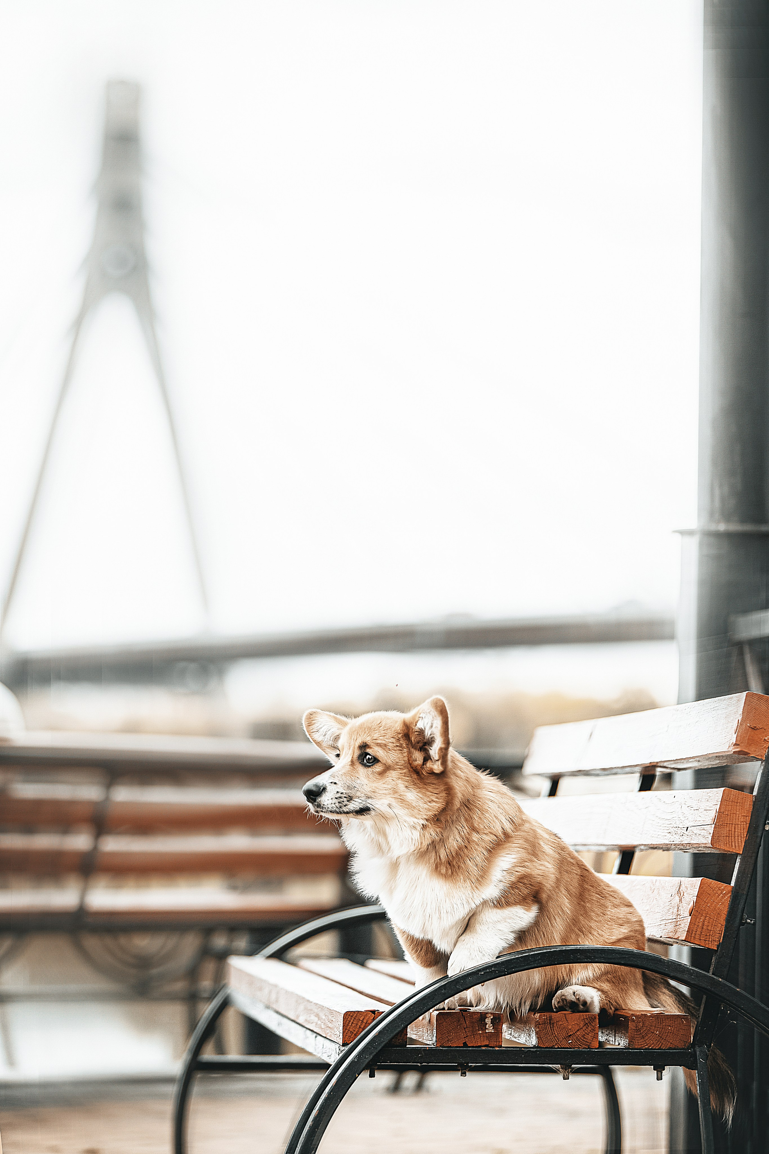 Порт анімал общ. Репортажний фотограф/анімаліст КИЇВ