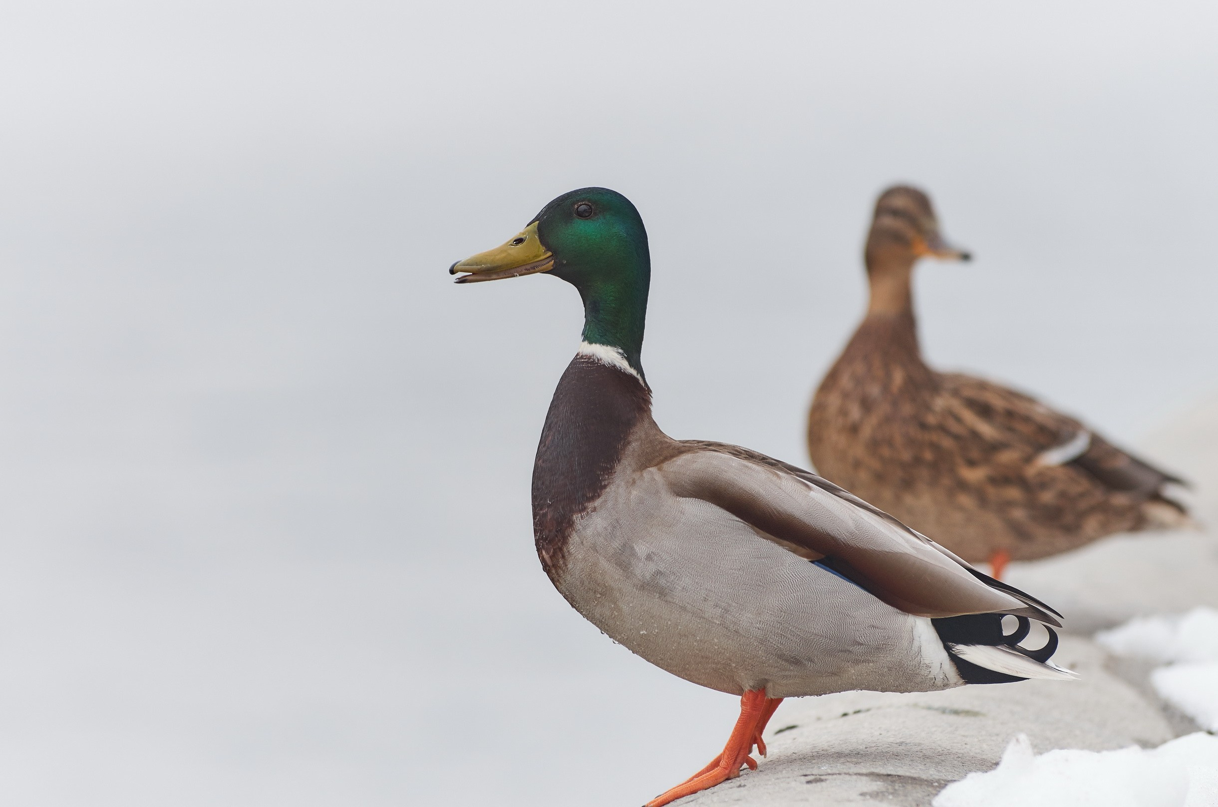 Nature & Wildlife. Yuri Popkov | Photographer