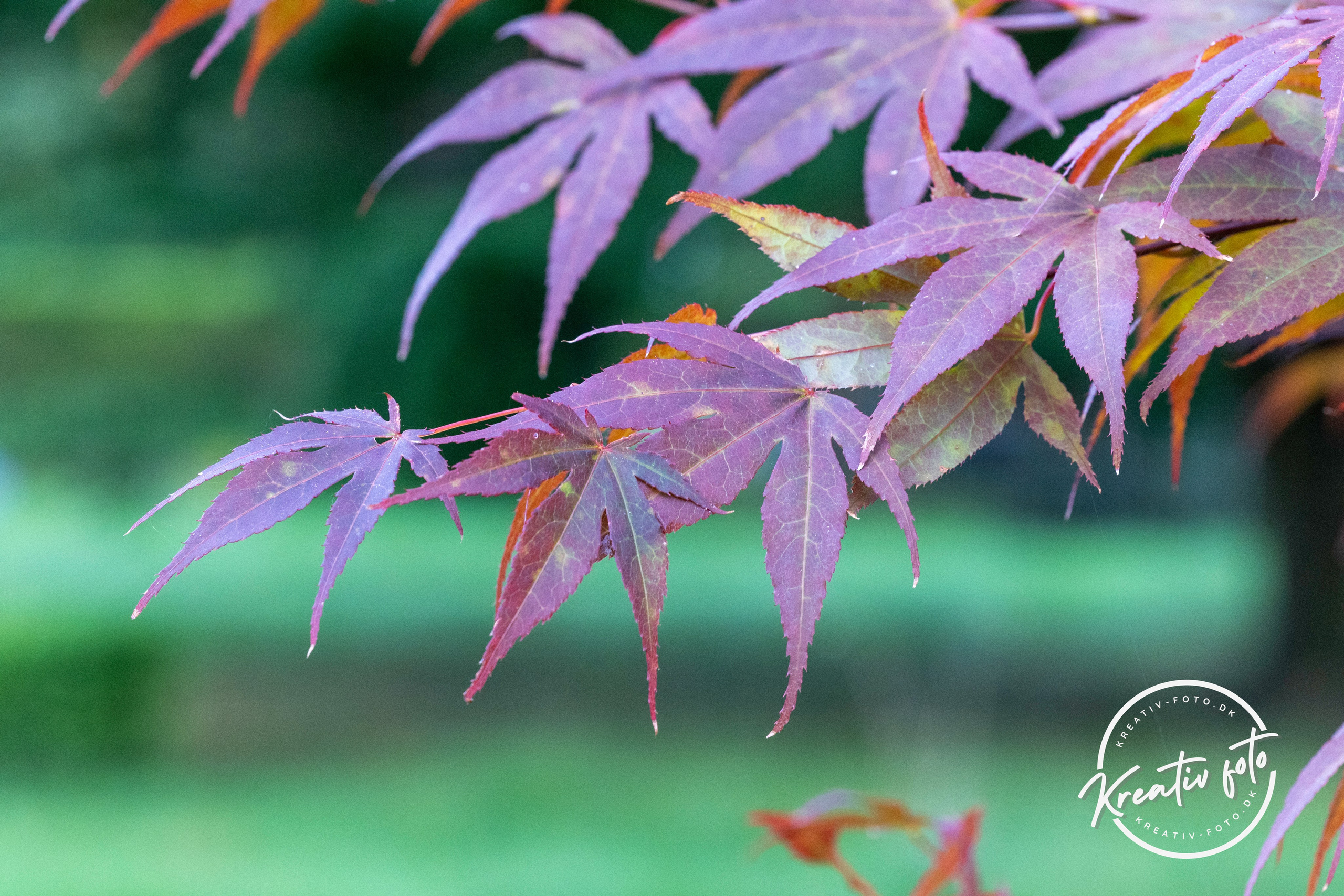 Efterår. Fotograf Aarhus | Portrætfoto Århus | Flotte billeder