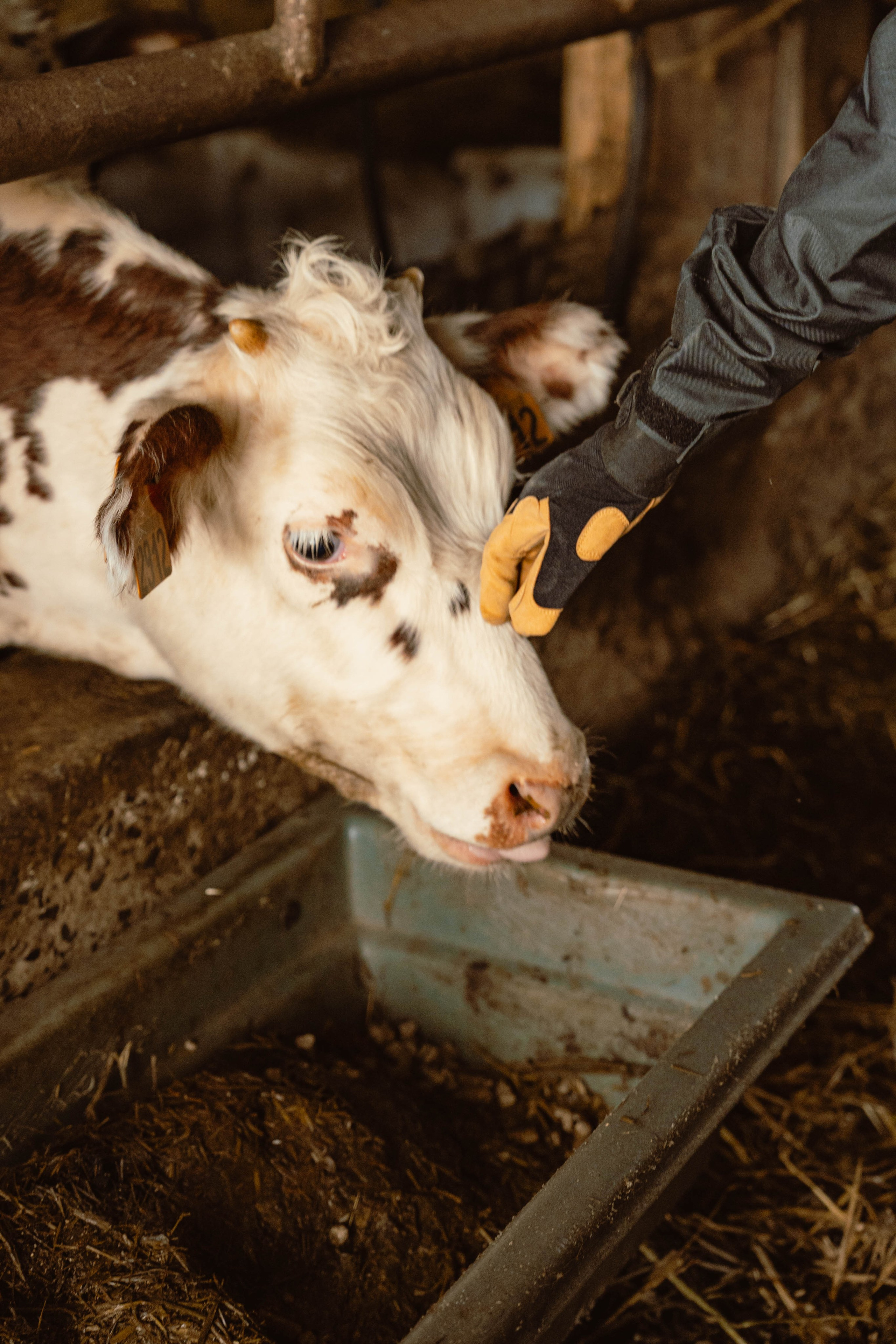 Solidur. Weeding photographer / event / portrait