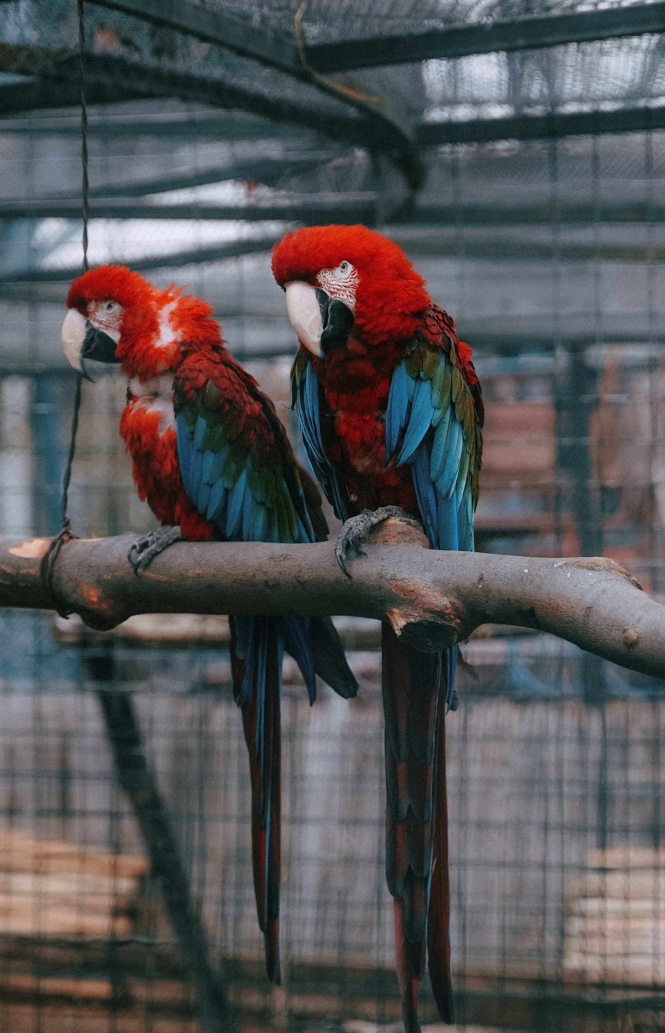 ТБИЛИСИ 2023-2024. Стрит-фотография, полная абсурда, идиотизма и красоты