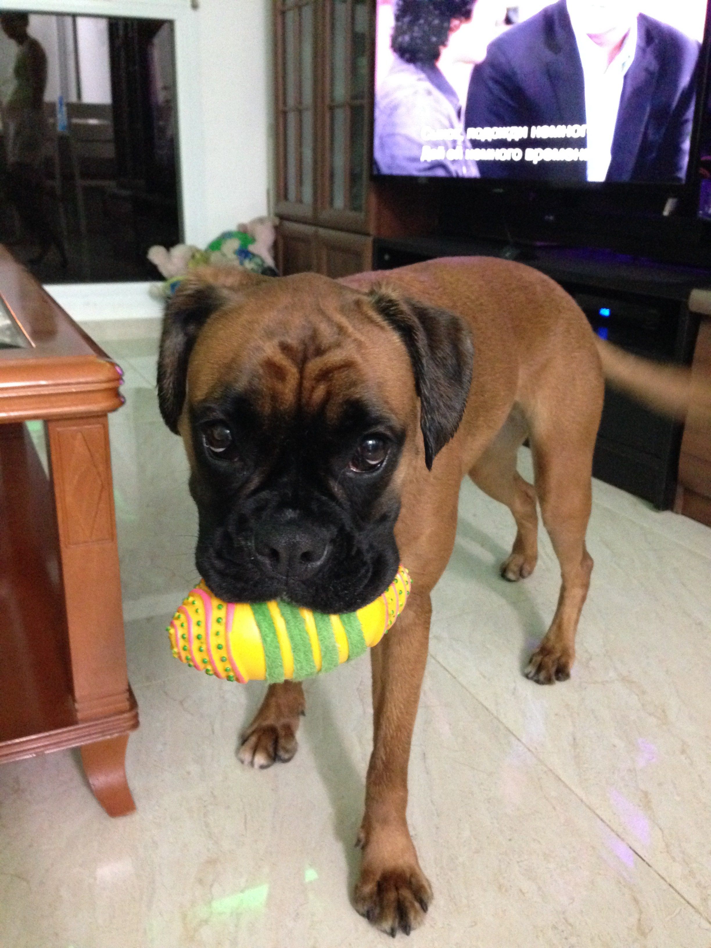 My ״Star״ Boxer Dog