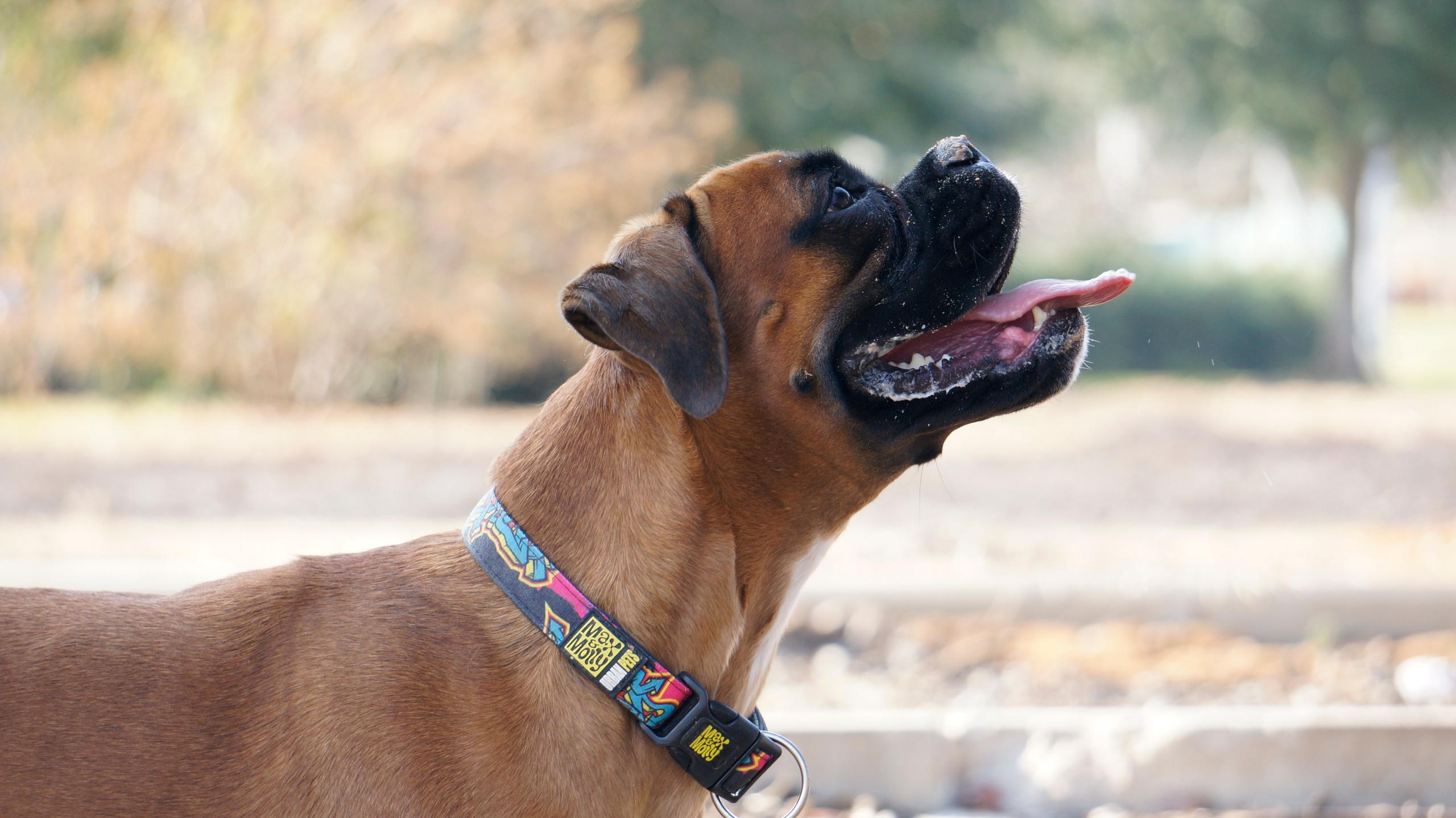 My ״Star״ Boxer Dog