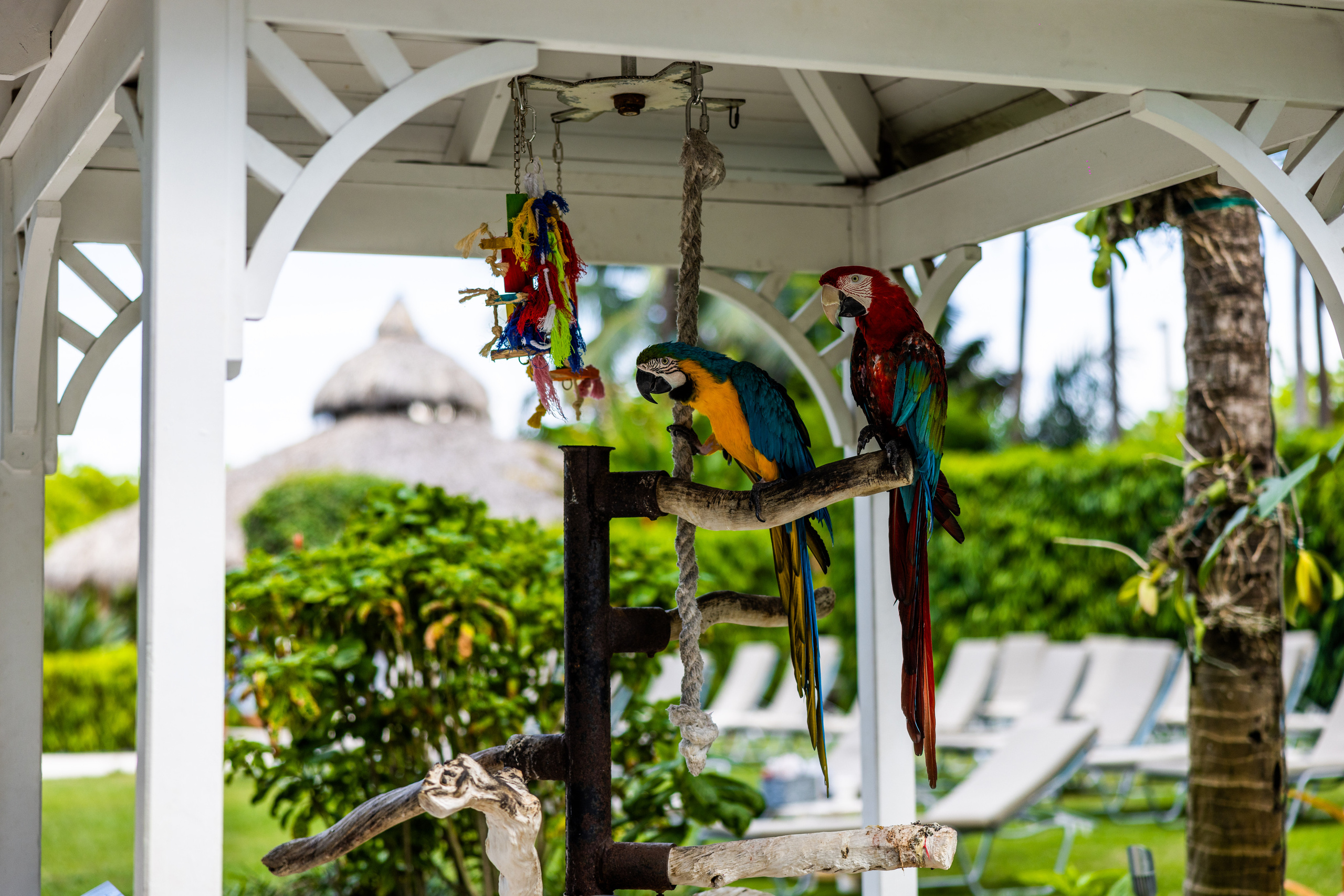 Elizabeth and Ruslan. Wedding Photo & Video