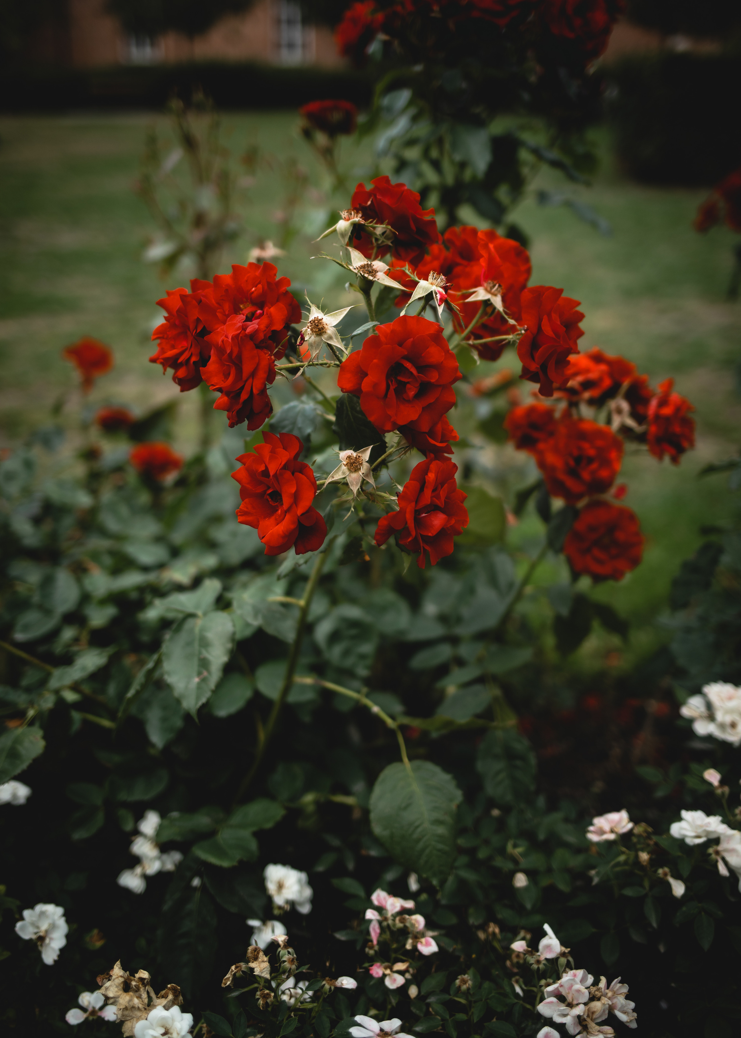 Era | Mathias. Professional wedding photographer in Copenhagen, Denmark — Julia Byron