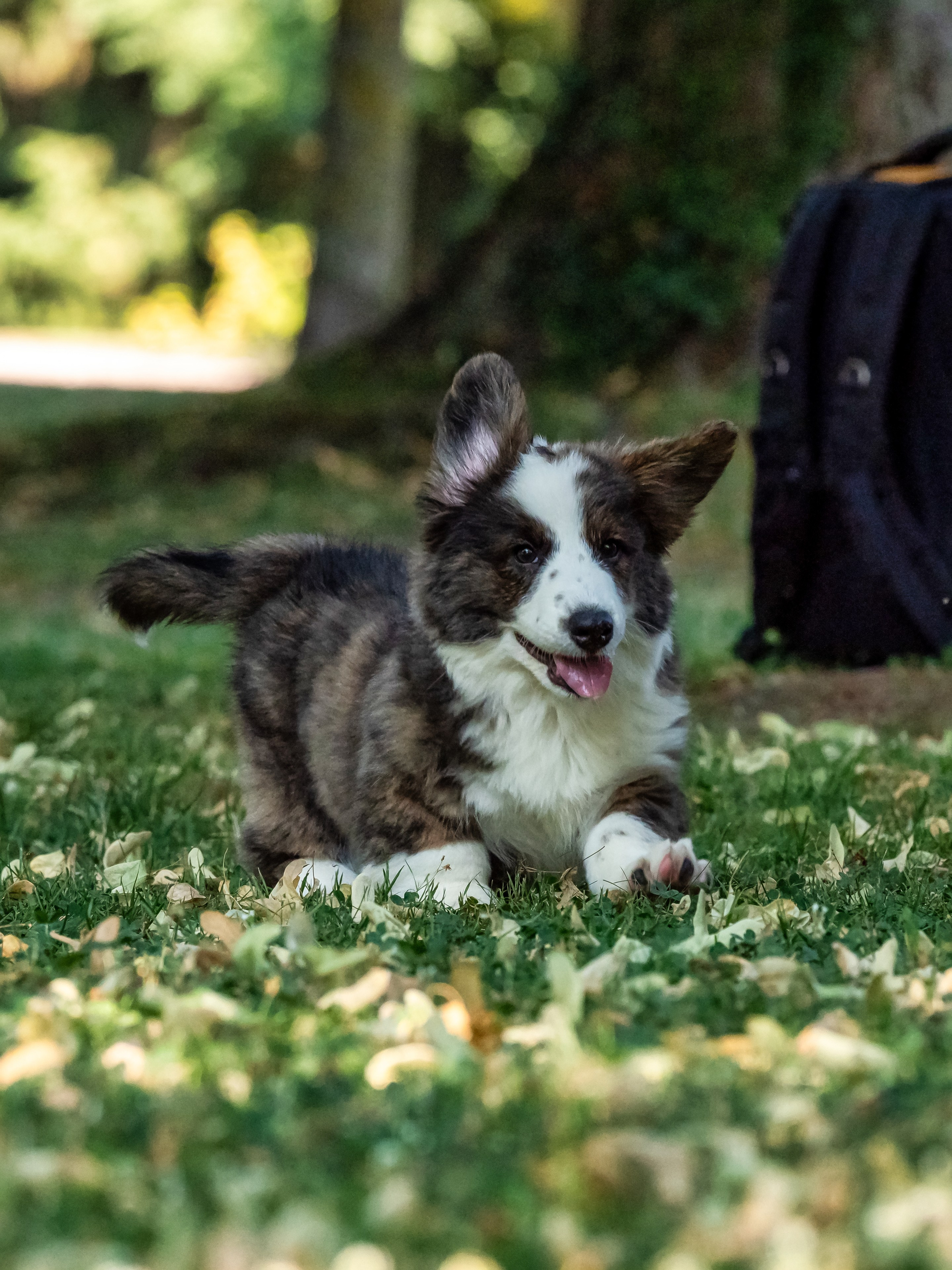 Puppies 03/06/2025. Photographe à Strasbourg | Portraits, Studio, Enfants, Événements