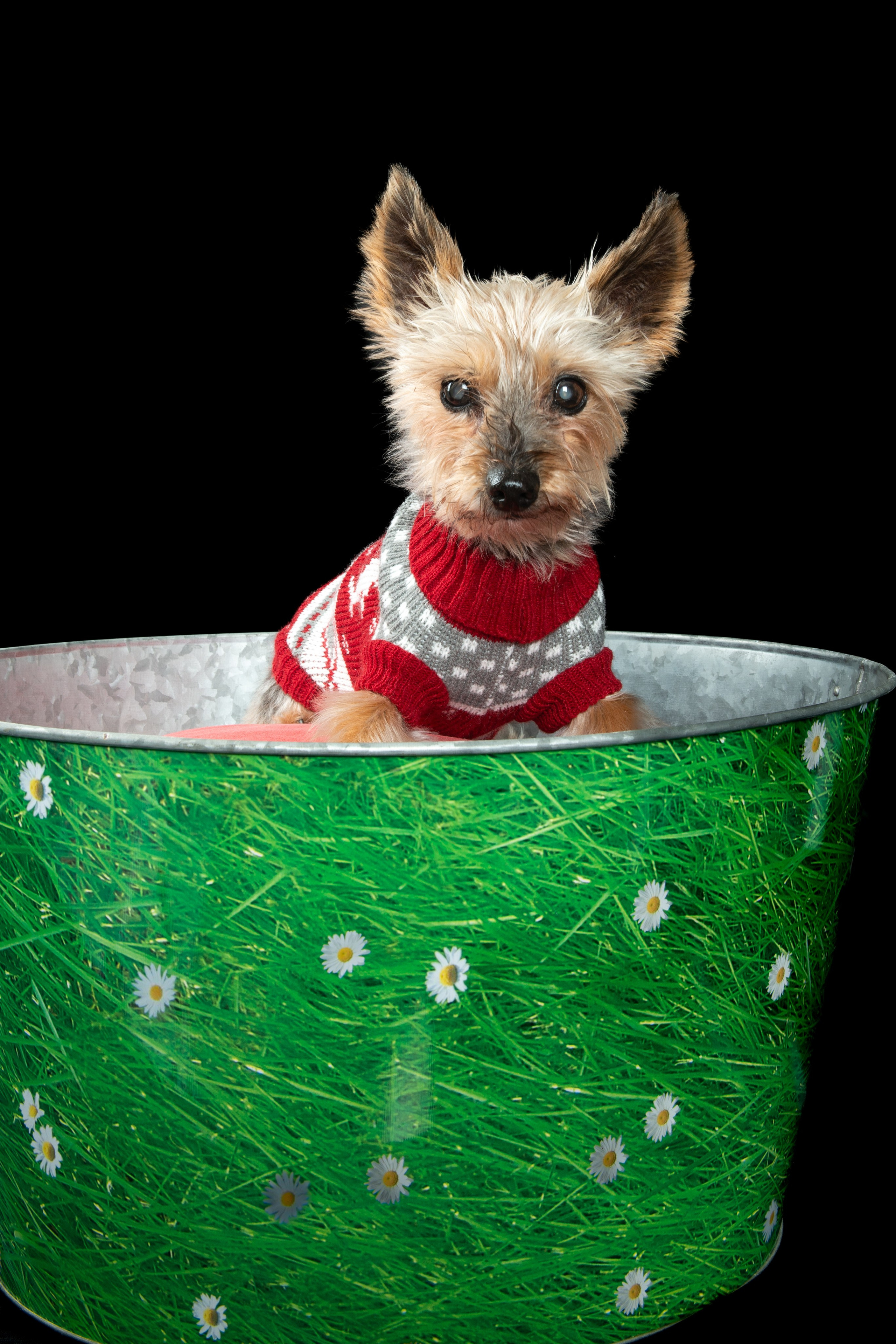 Sesiones fotográficas con mascotas en Gran Canaria | Migui Expressive