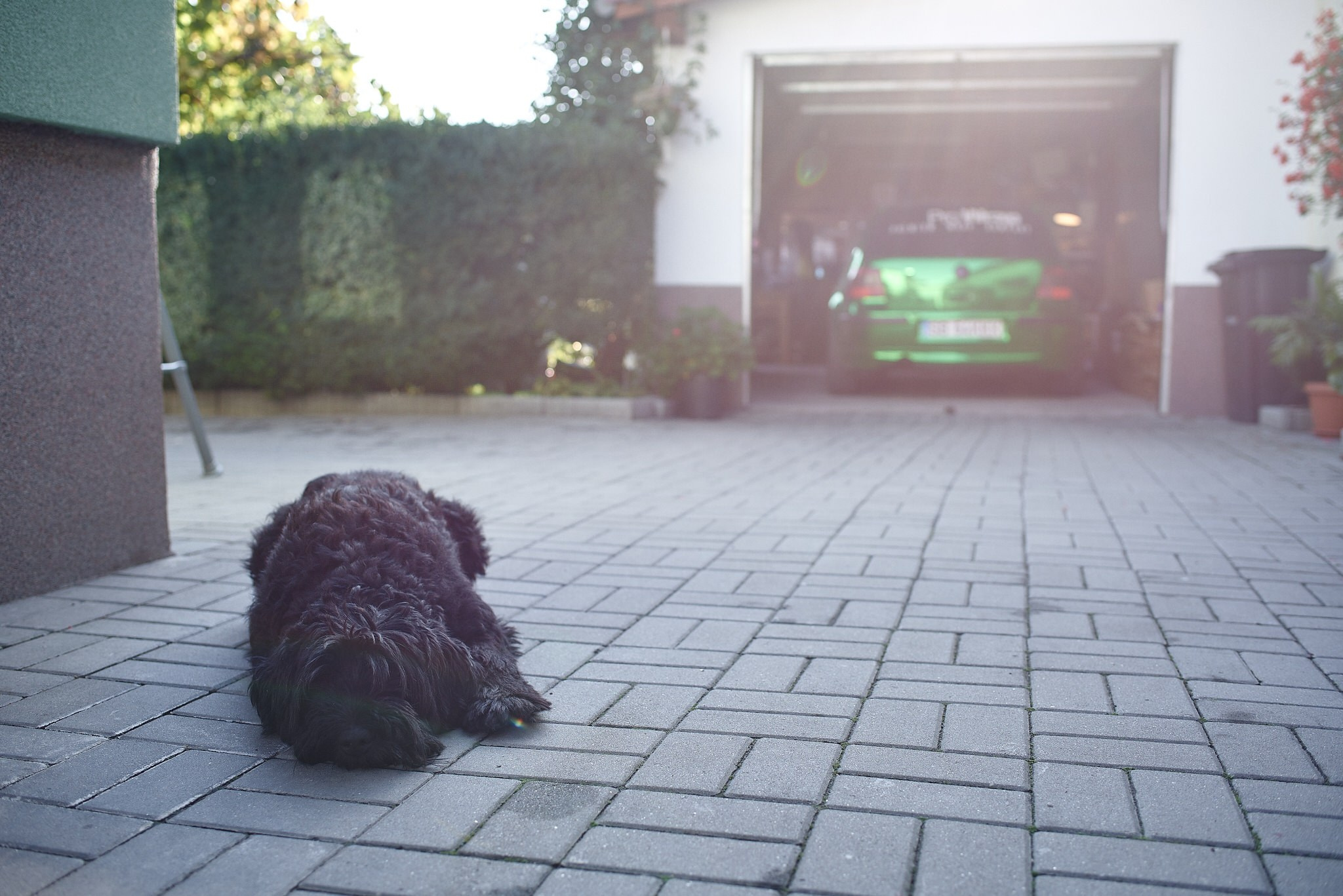 Vlad & Diana. Georgescu Alexandru Fotograf