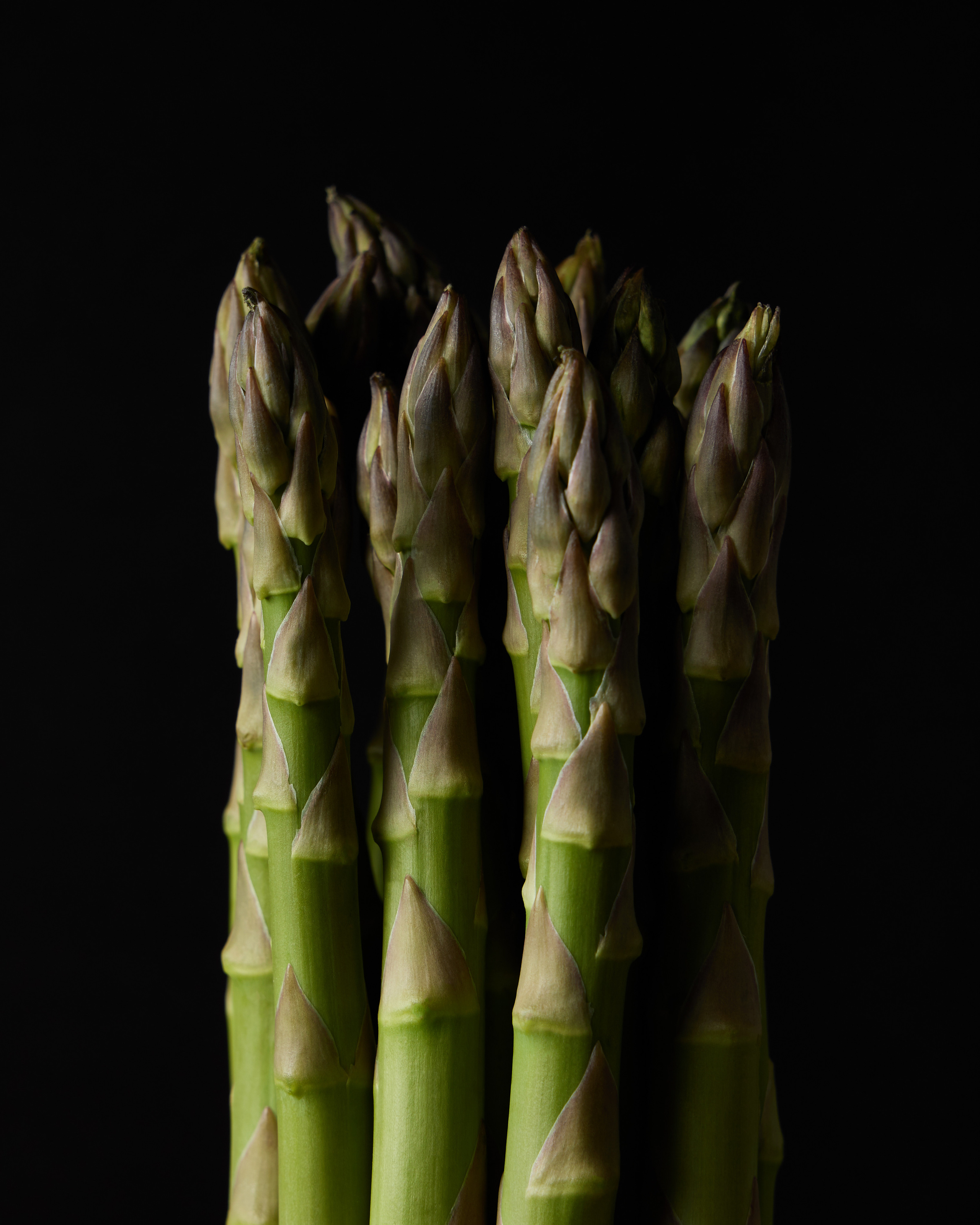 asparagus studio photography
