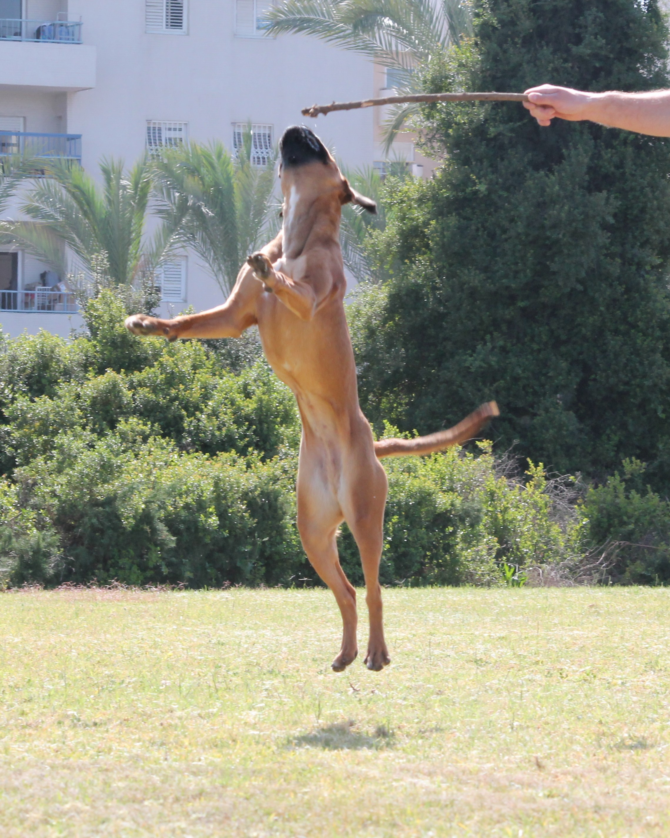 My ״Star״ Boxer Dog