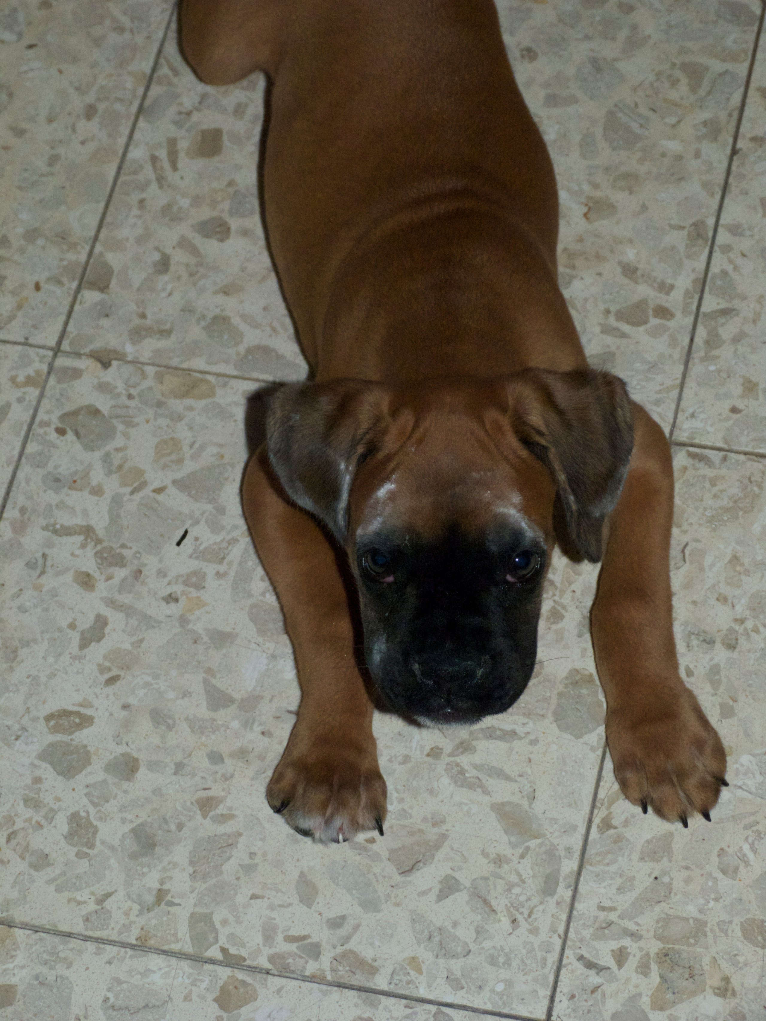 My ״Star״ Boxer Dog