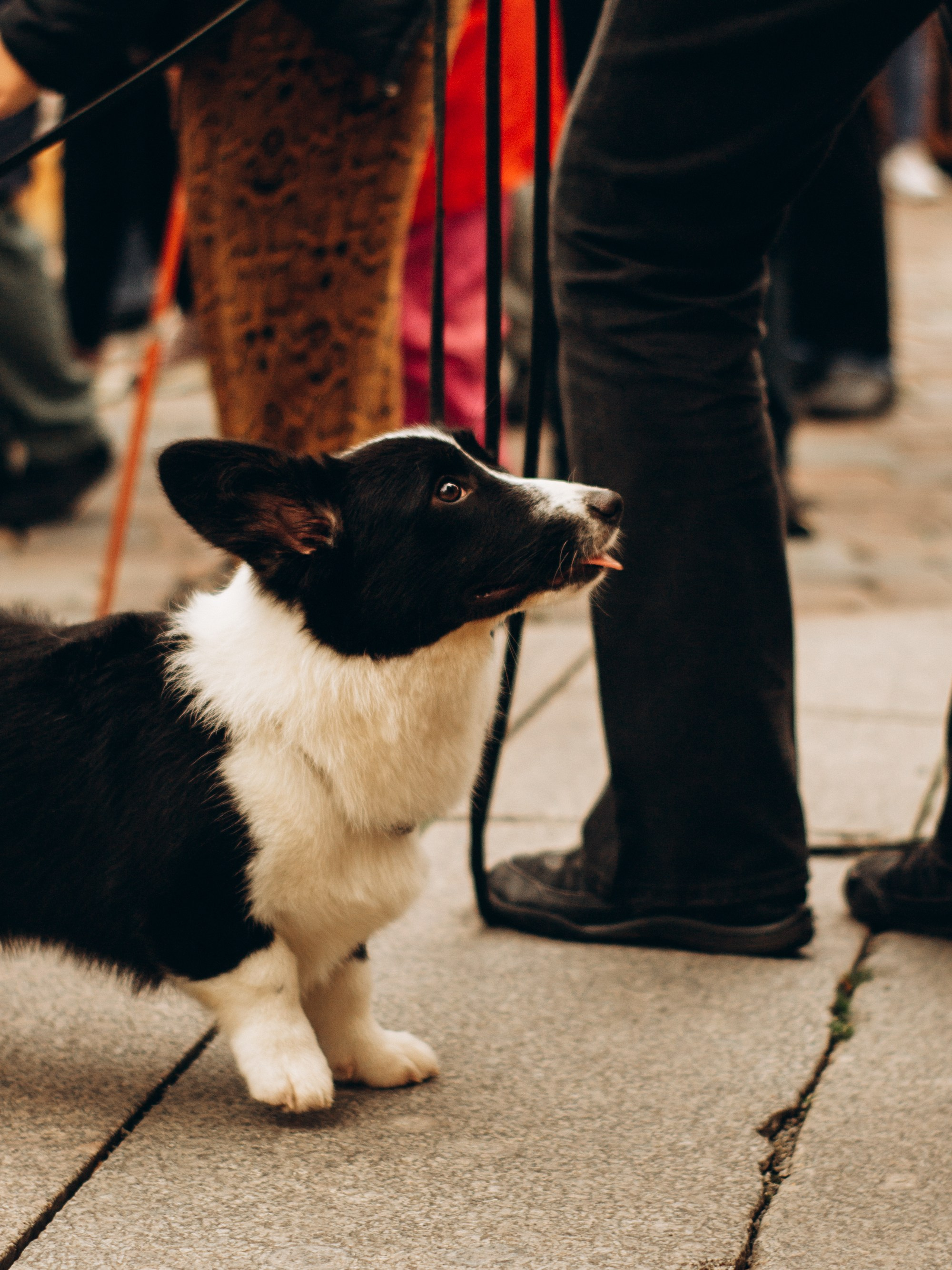 Corgi party, september. Kat Laisaar — Pet photographer in Tallinn