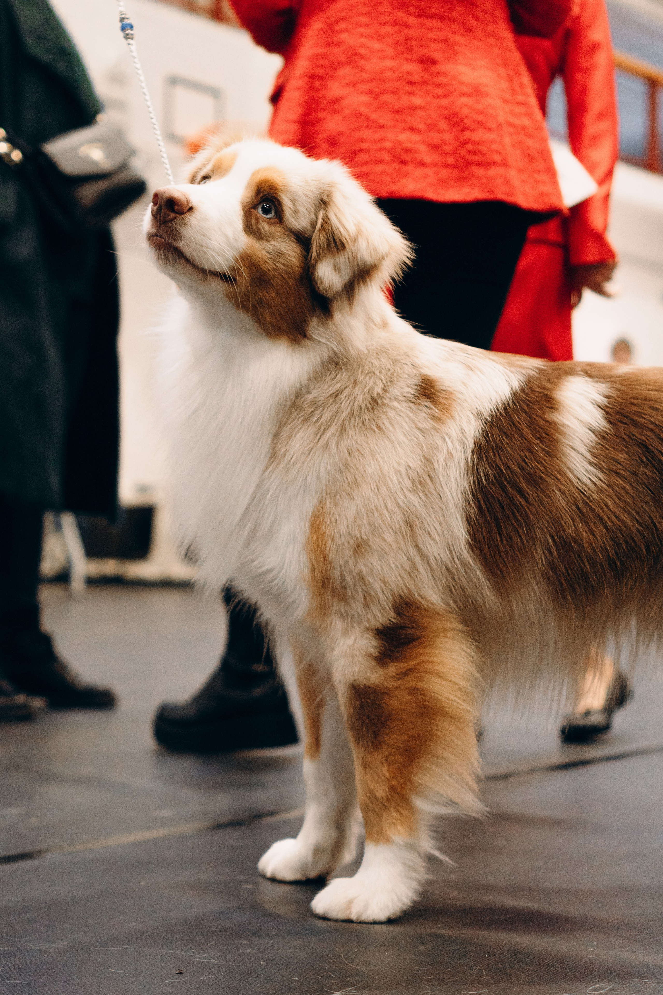 Pärnu dog weekend photo report. Kat Laisaar — Pet photographer in Tallinn