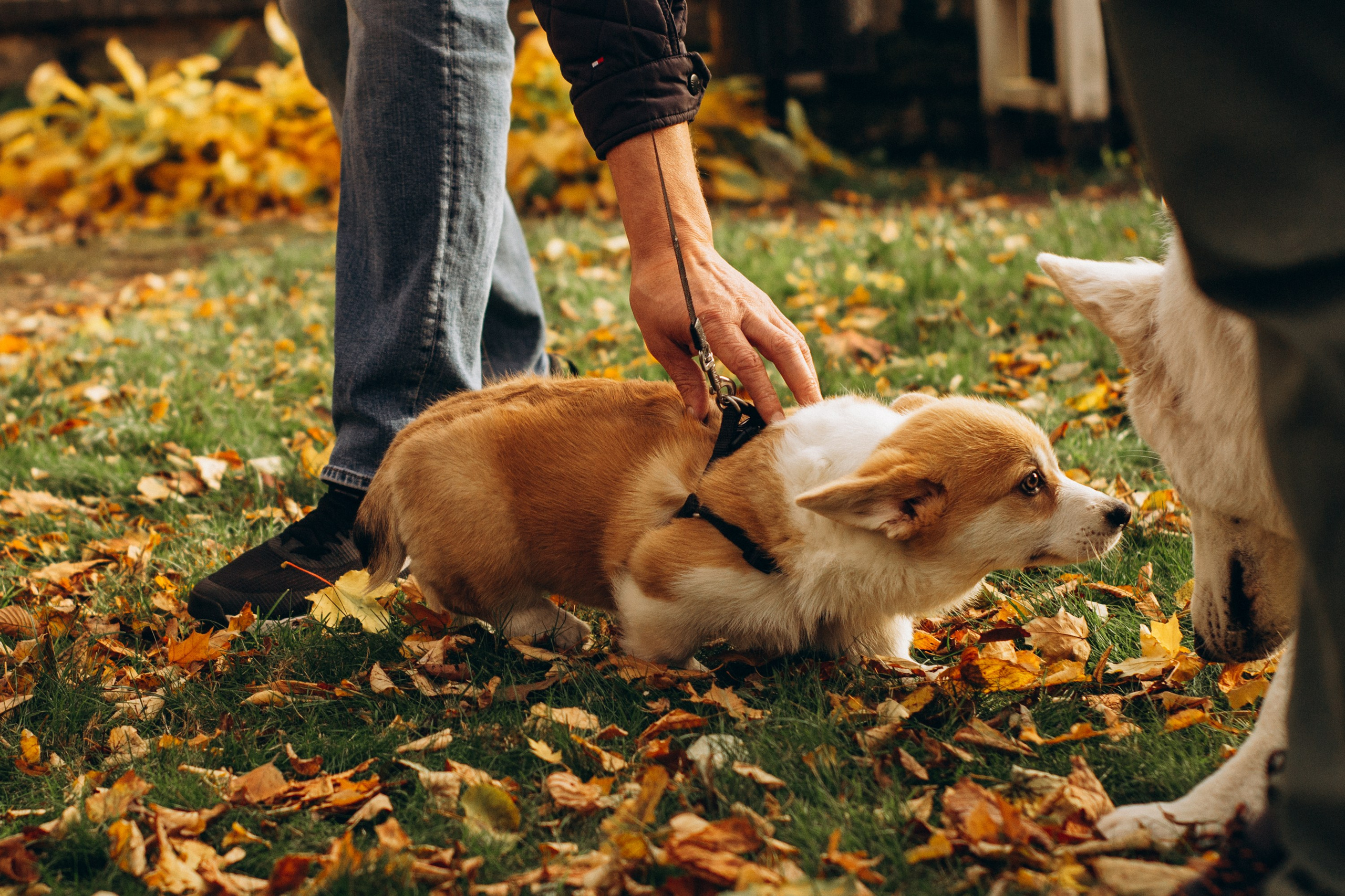 Corgi party, october. Kat Laisaar — Pet photographer in Tallinn