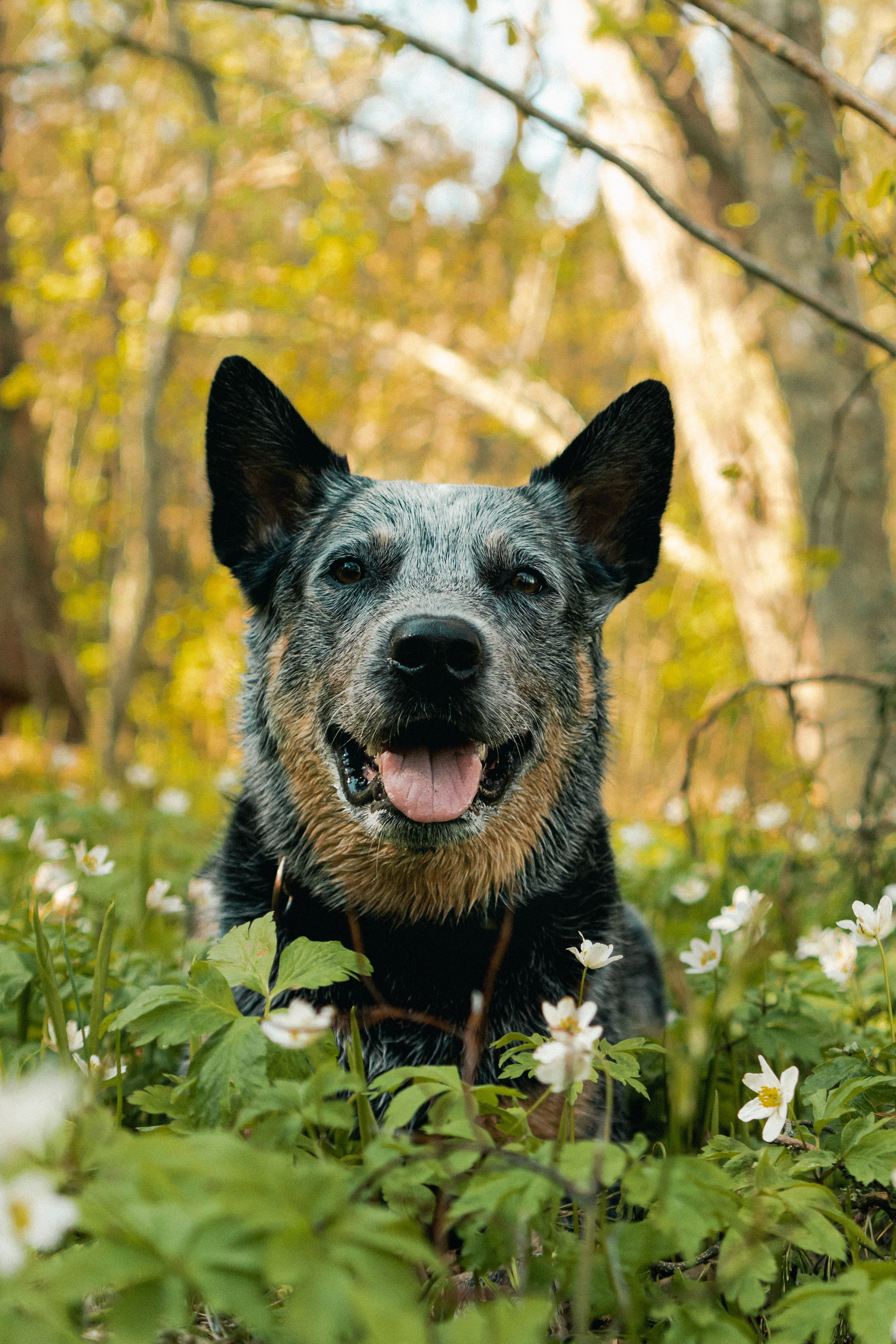 Oskar, Maria & Dmitrii. Kat Laisaar — Pet photographer in Tallinn