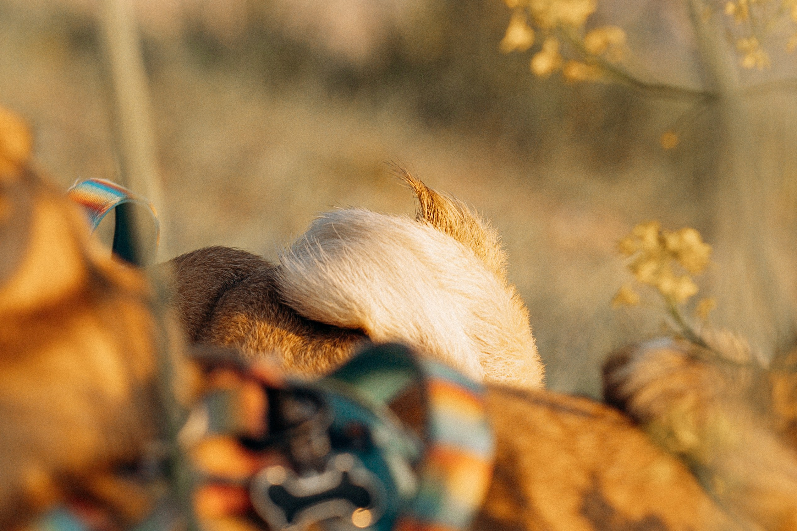 Frank, Tony, Katerina & Lev. Kat Laisaar — Pet photographer in Tallinn
