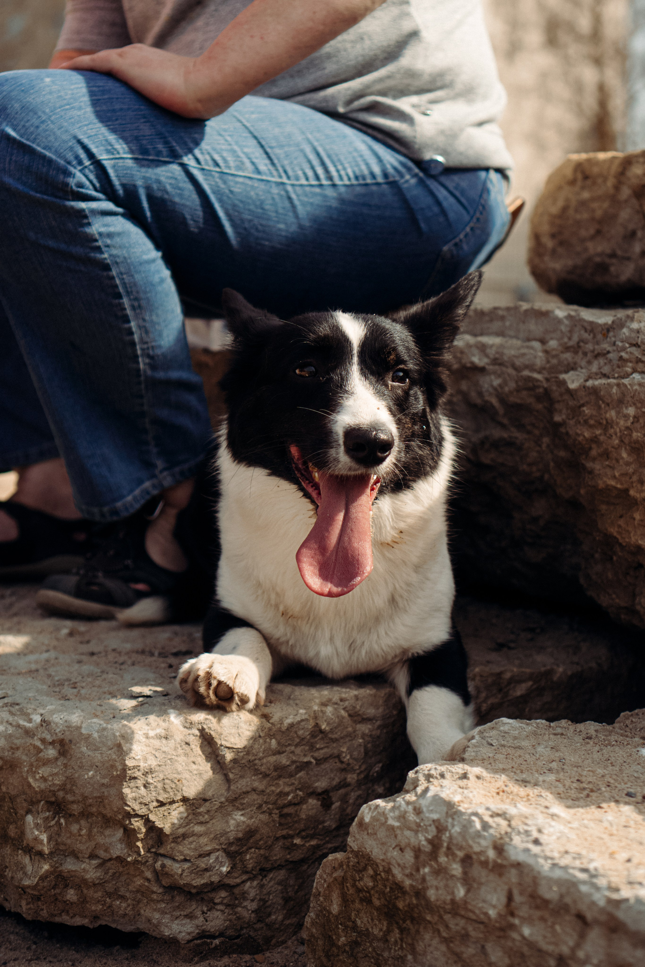 Corgi party, 18 apr. 2025. Kat Laisaar — Pet photographer in Tallinn