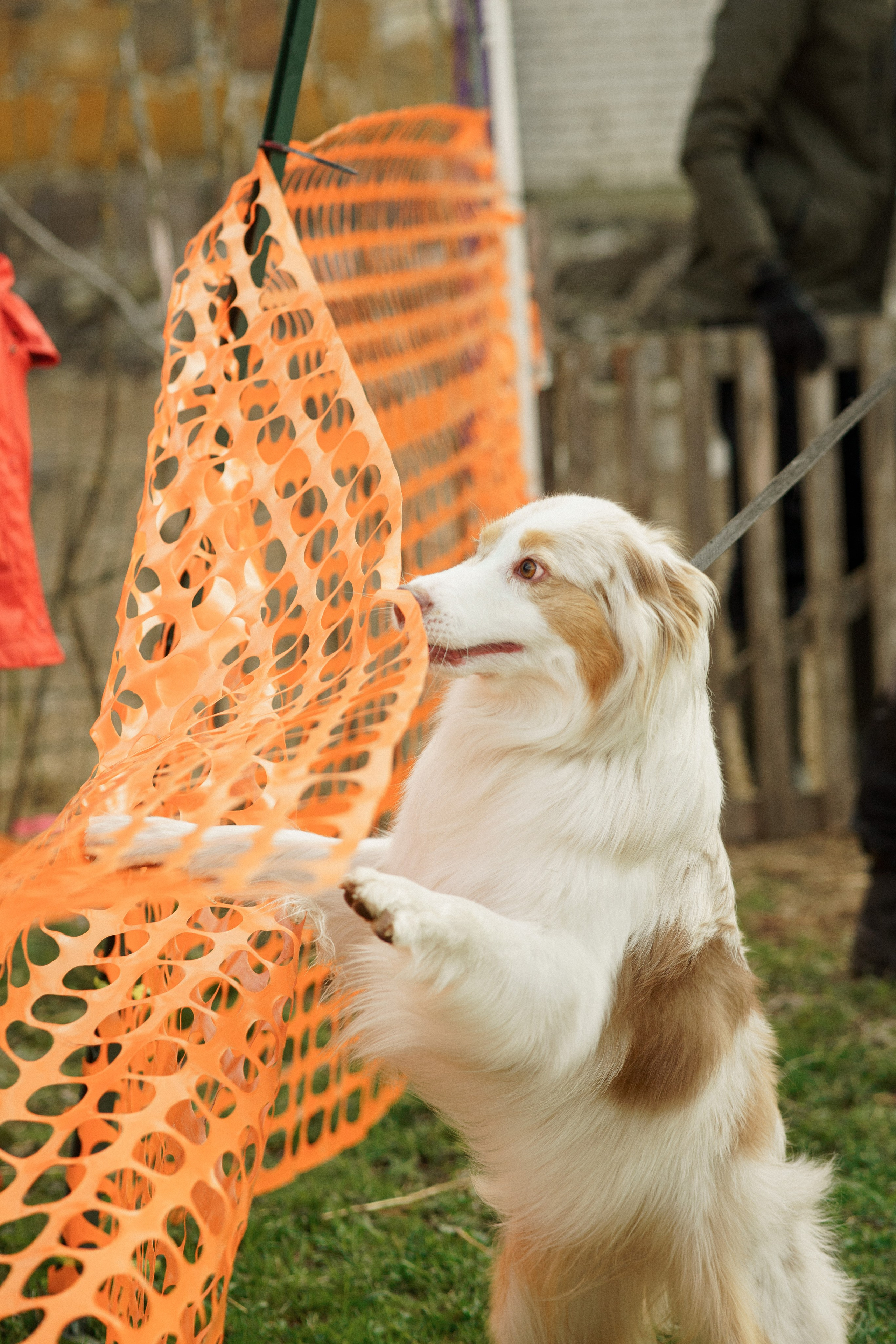 Herding Days, 26 apr. 2025. Kat Laisaar — Pet photographer in Tallinn