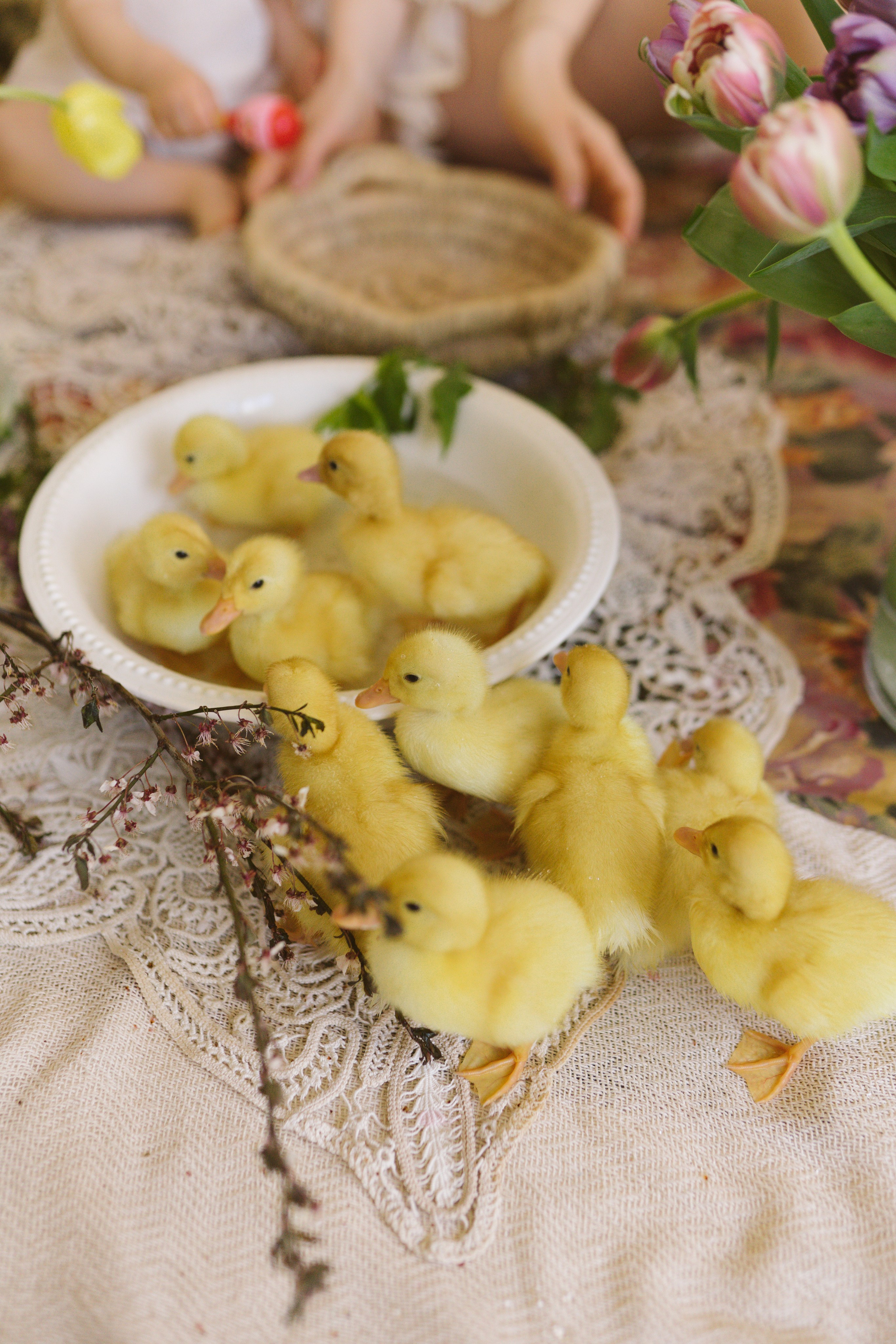 Ședințe Foto de Paște Brașov: Gălbenuș | Mădălina Beda. Madalina Beda- Artist vizual, fotograf, doula la nastere, consultant babywearing Brasov si in toata tara