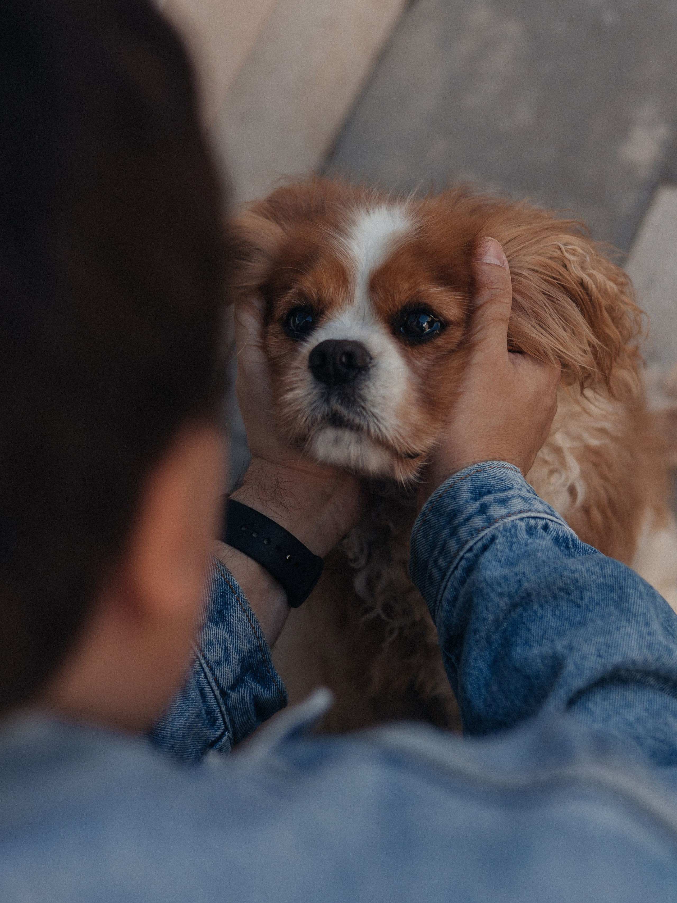Настя, Филипп, Джованни и Риччи. Семейный фотограф в Таллинне Дарья Кивимейстер