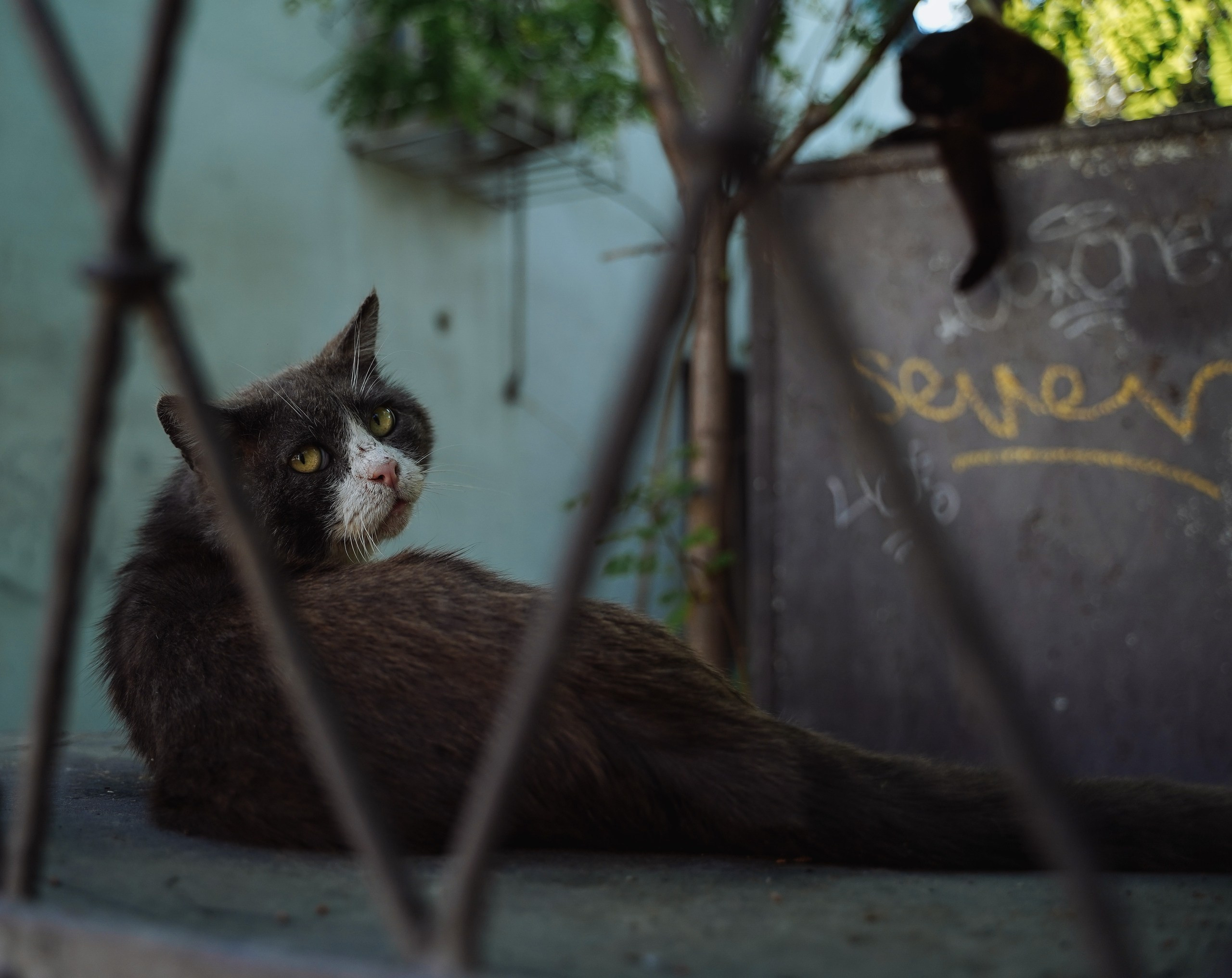 Кот шпедингера. Стрит-фотография, полная абсурда, идиотизма и красоты