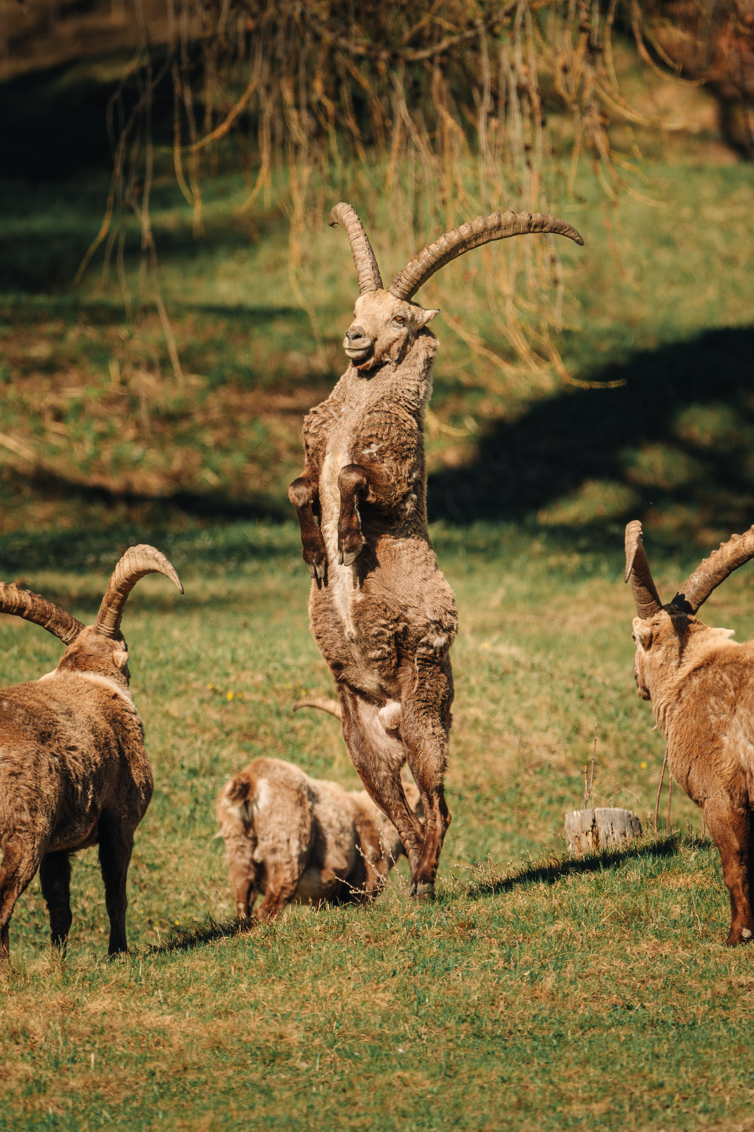 Capricorns in Pontresina. Lutsenko Visuals — Photography & Visual Content