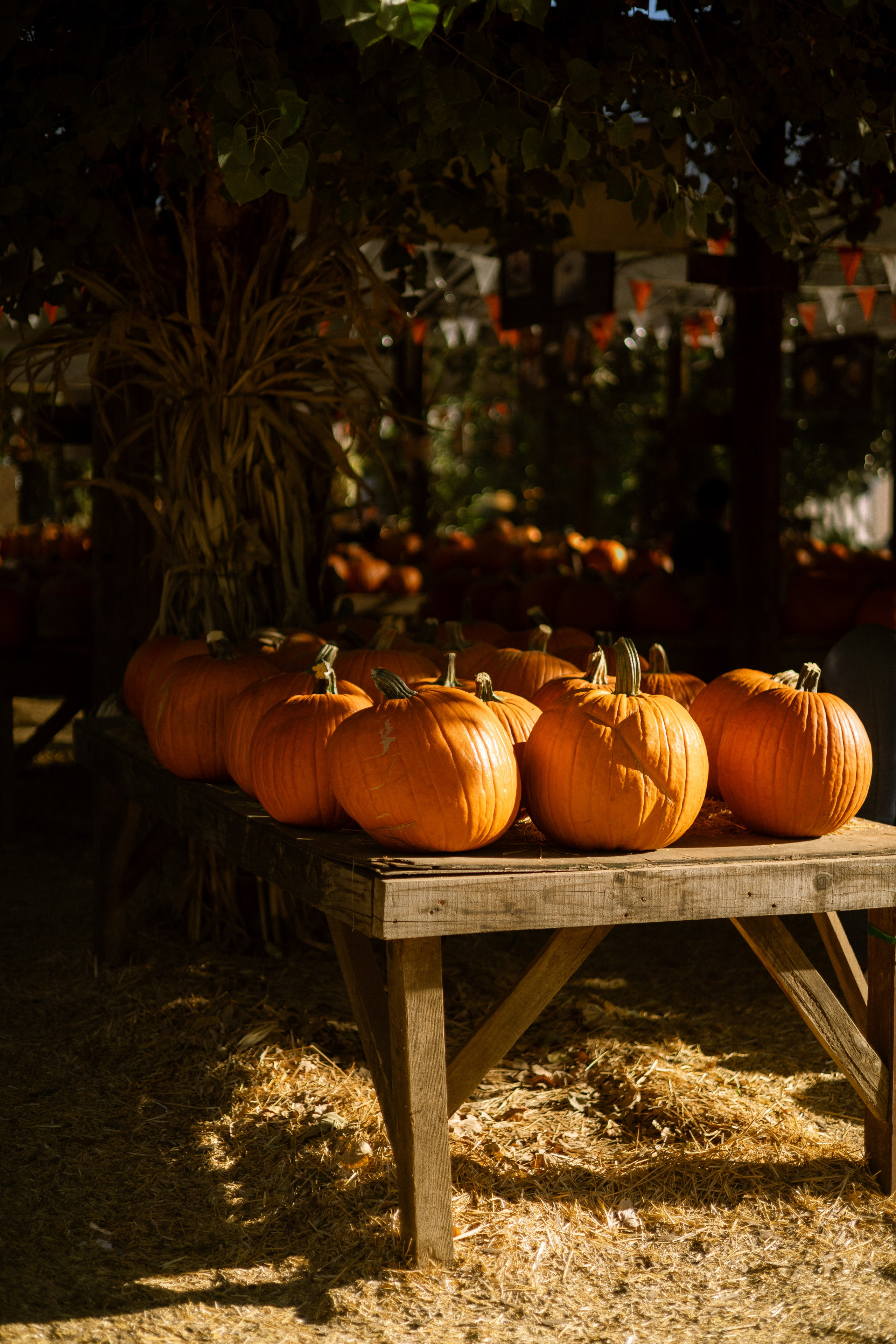 Pumpkin Patch Wallpapers. Photographer in Los Angeles. Julia Ishmuratova