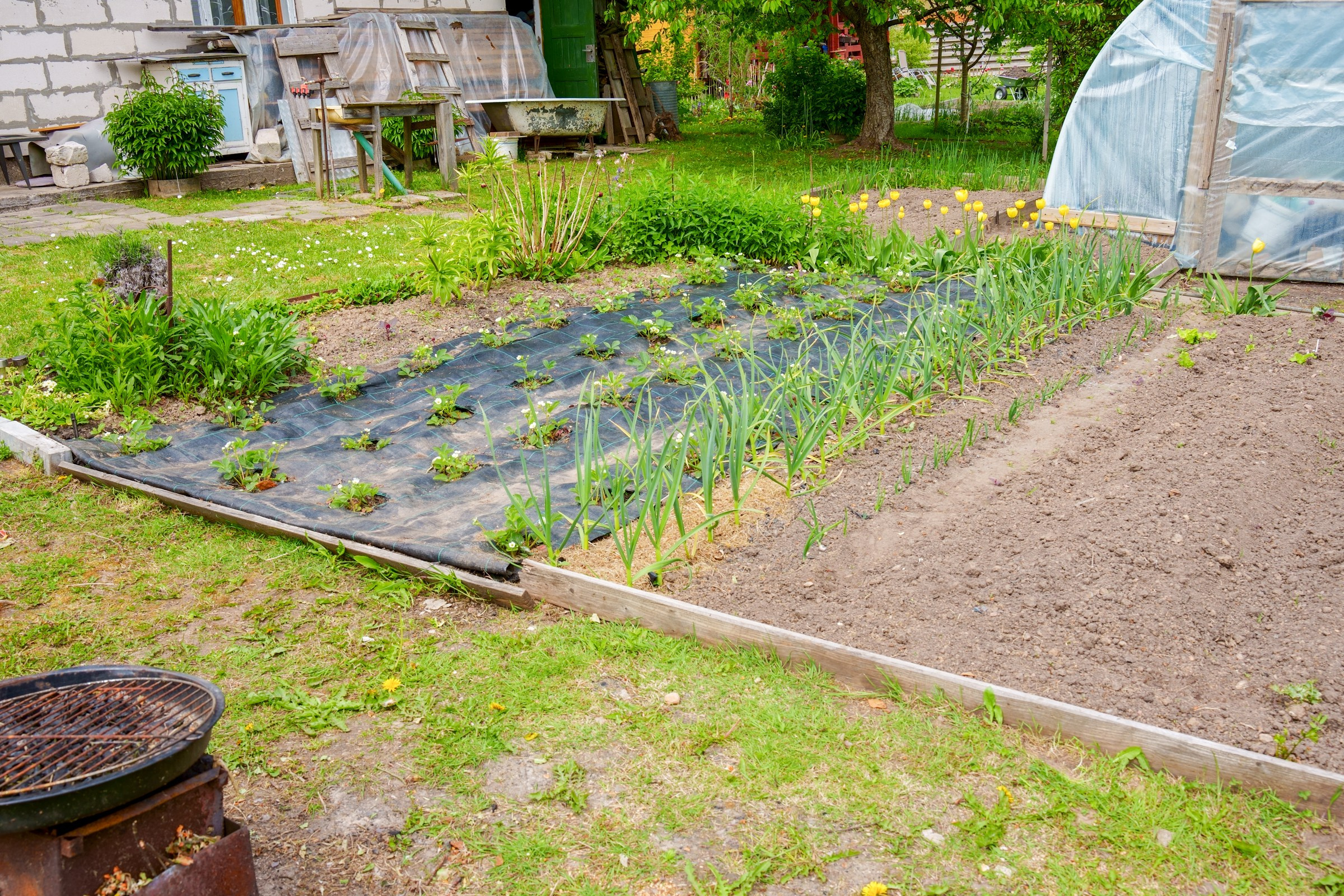 Pupojų sodų 3-oji. Elina Sapiega fotografė Vilniuje