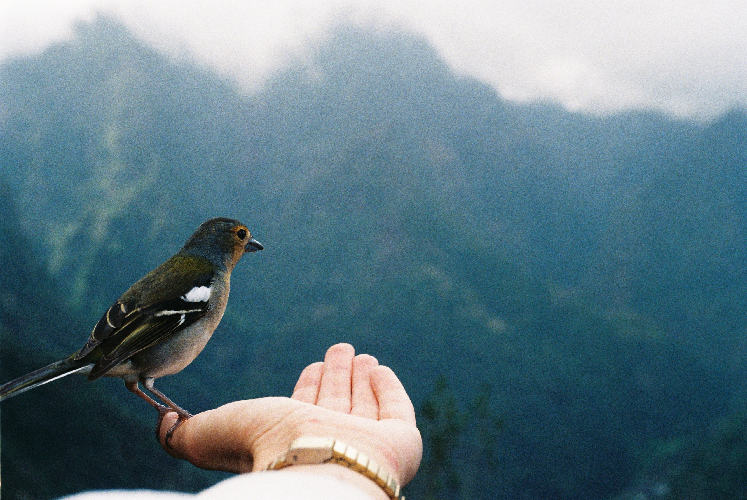 Madeira on film. Portrait photographer in Madeira — Marina Shtukina