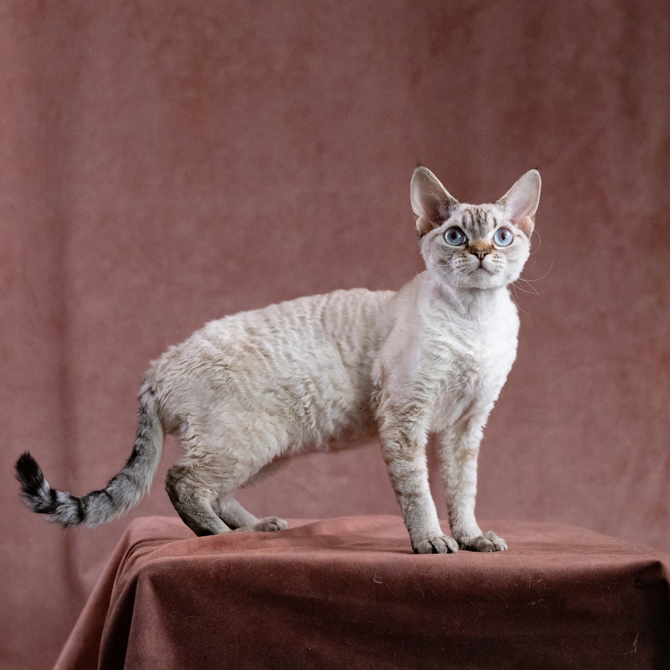 CH Txelfkatz Lolly. Devon Rex Pixie Cattery