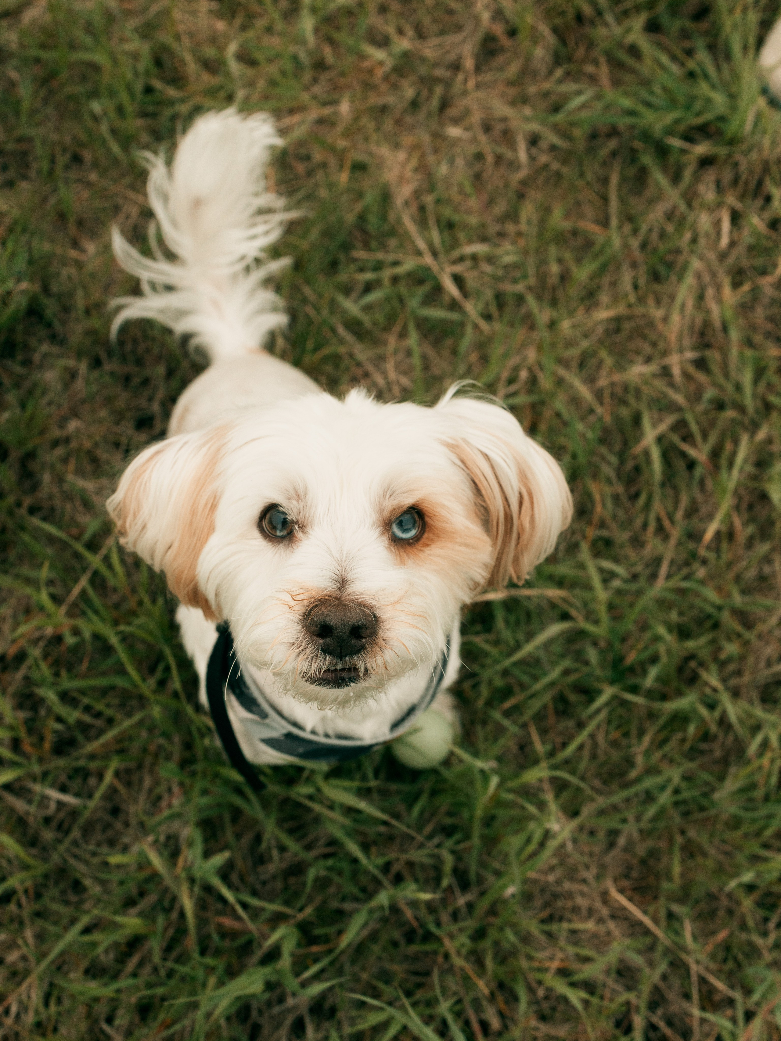 Pet & Owner. Семейный фотограф в Калгари Евгения Зеленская