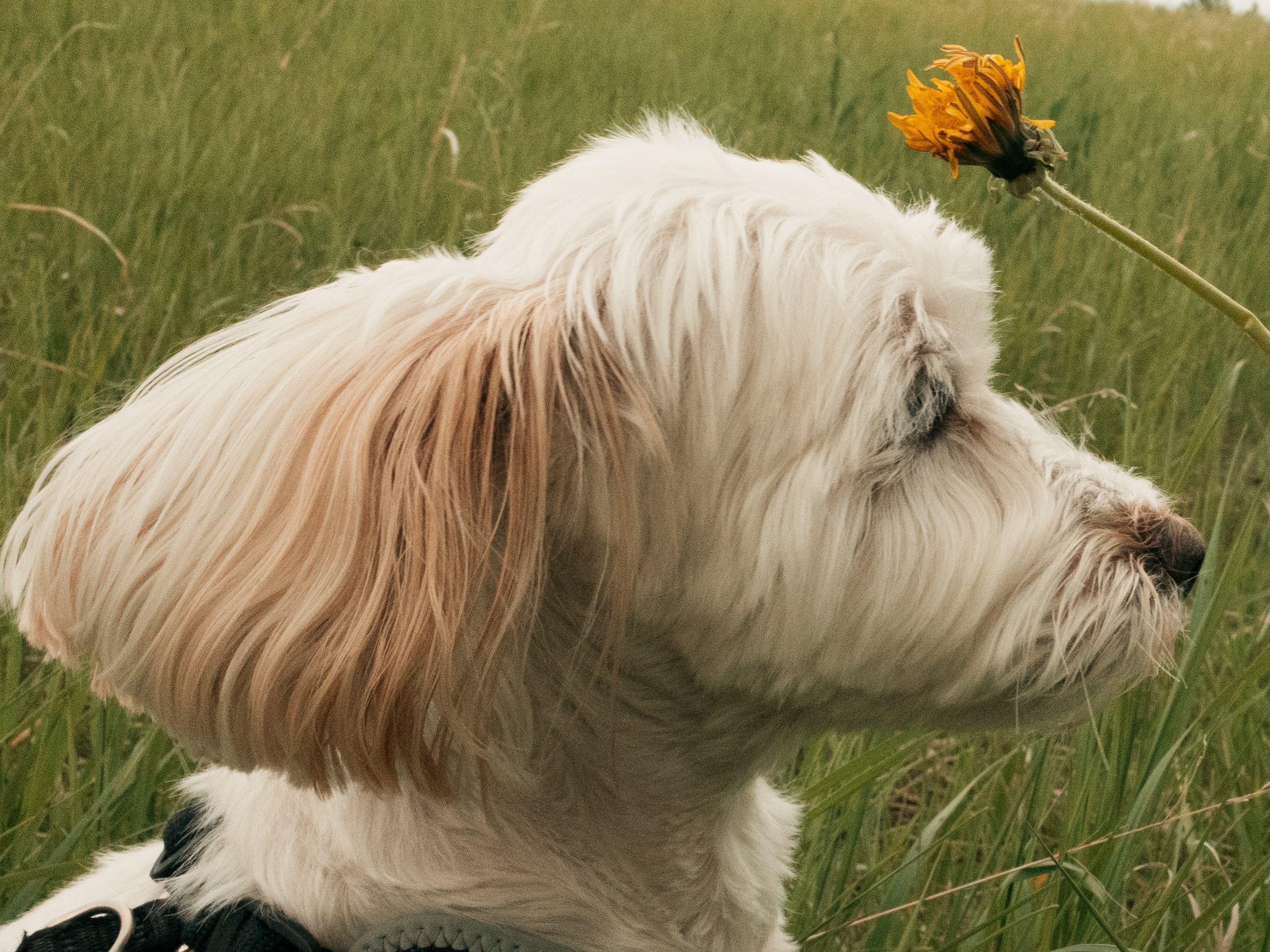 Pet & Owner. Семейный фотограф в Калгари Евгения Зеленская