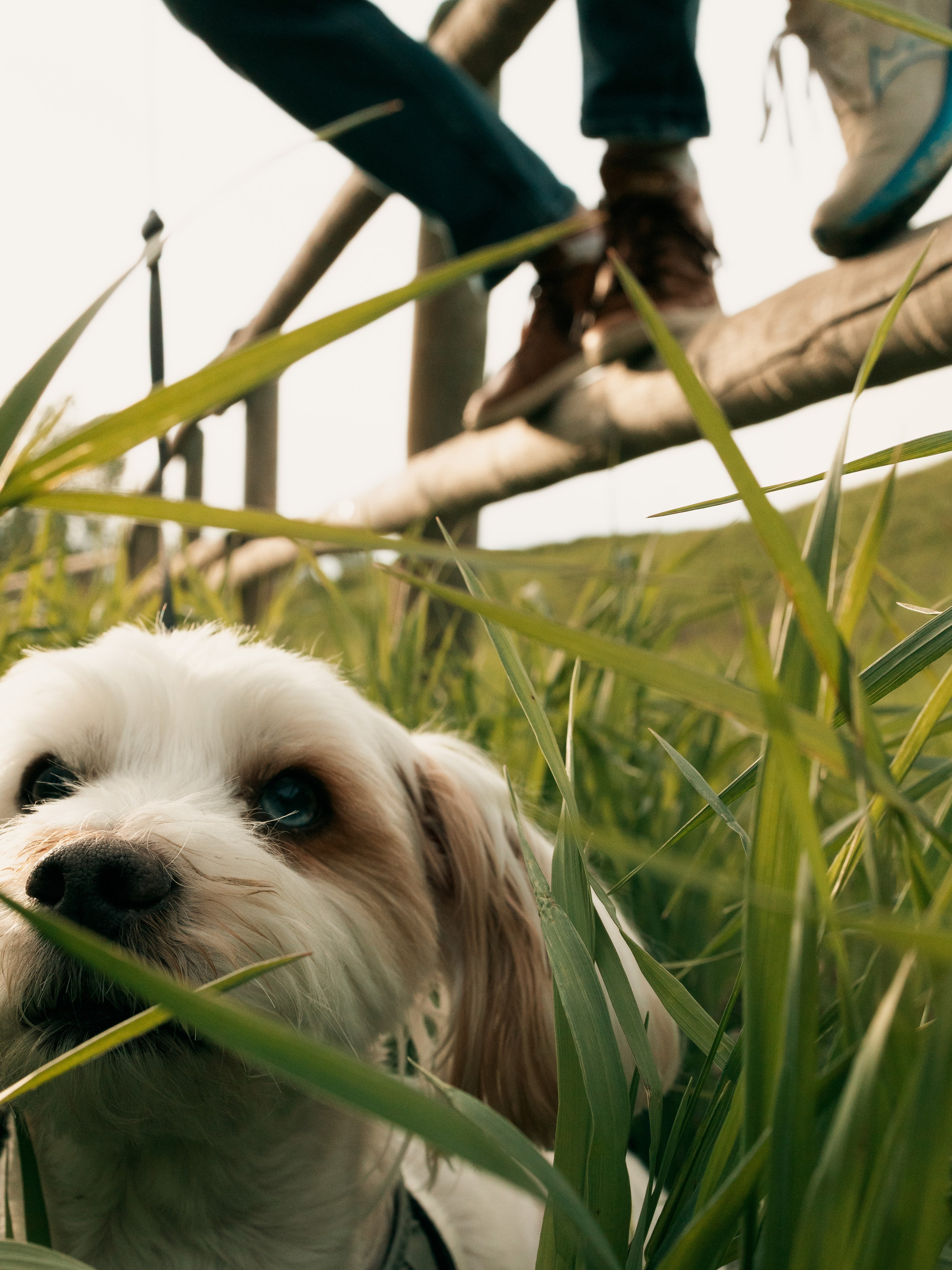 Pet & Owner. Семейный фотограф в Калгари Евгения Зеленская