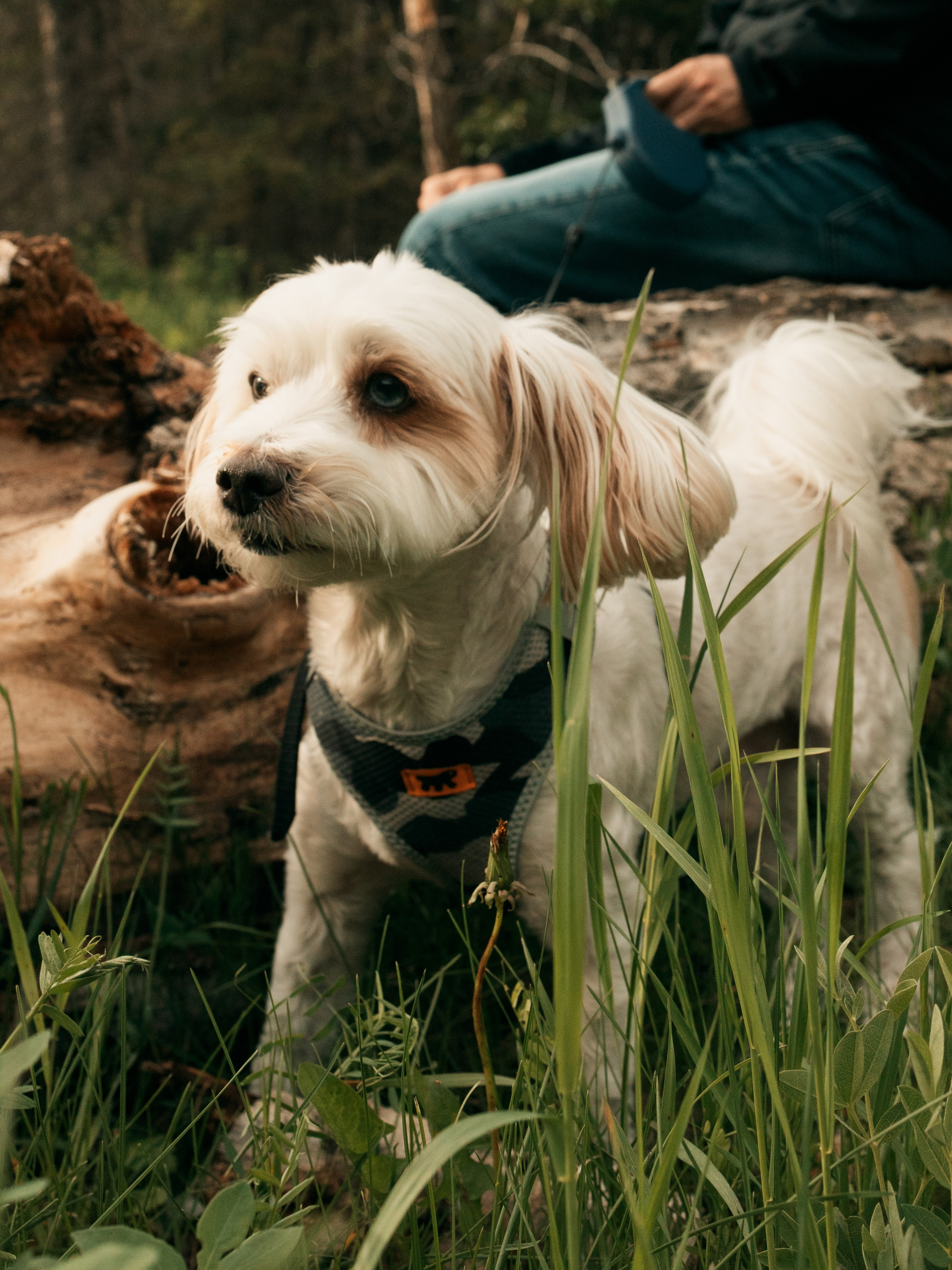Pet & Owner. Семейный фотограф в Калгари Евгения Зеленская