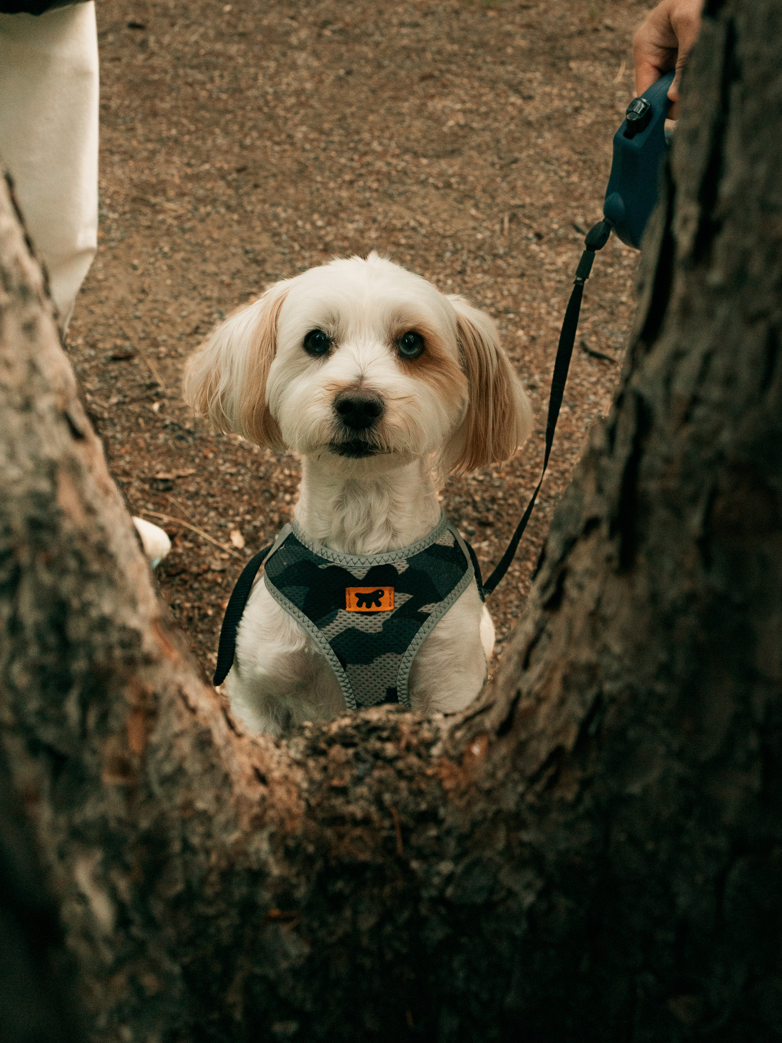 Pet & Owner. Семейный фотограф в Калгари Евгения Зеленская