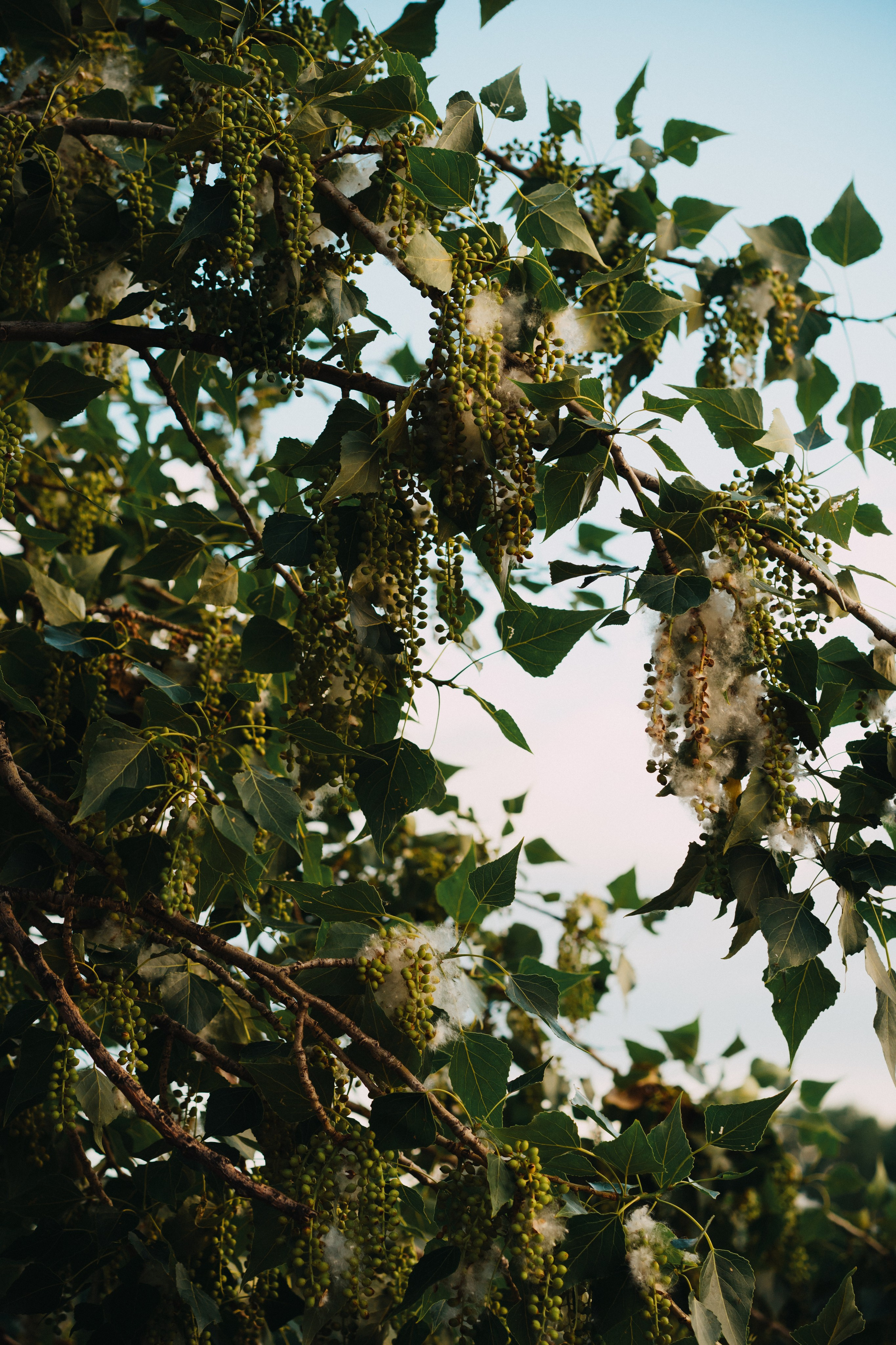 Brotherhood. Elena Baturina Photography