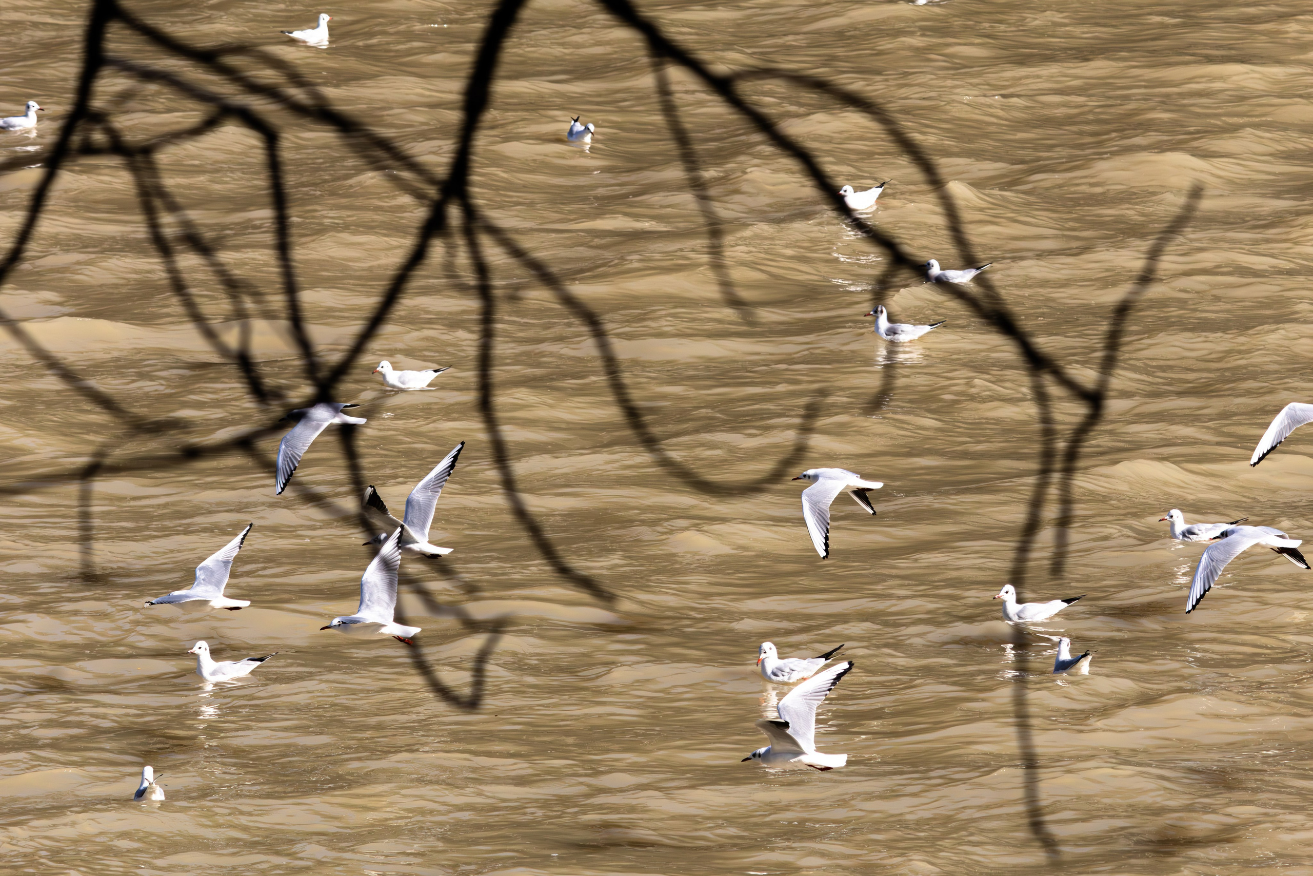 გასეირნება მტკვრის სანაპიროზე. FramefreeMan