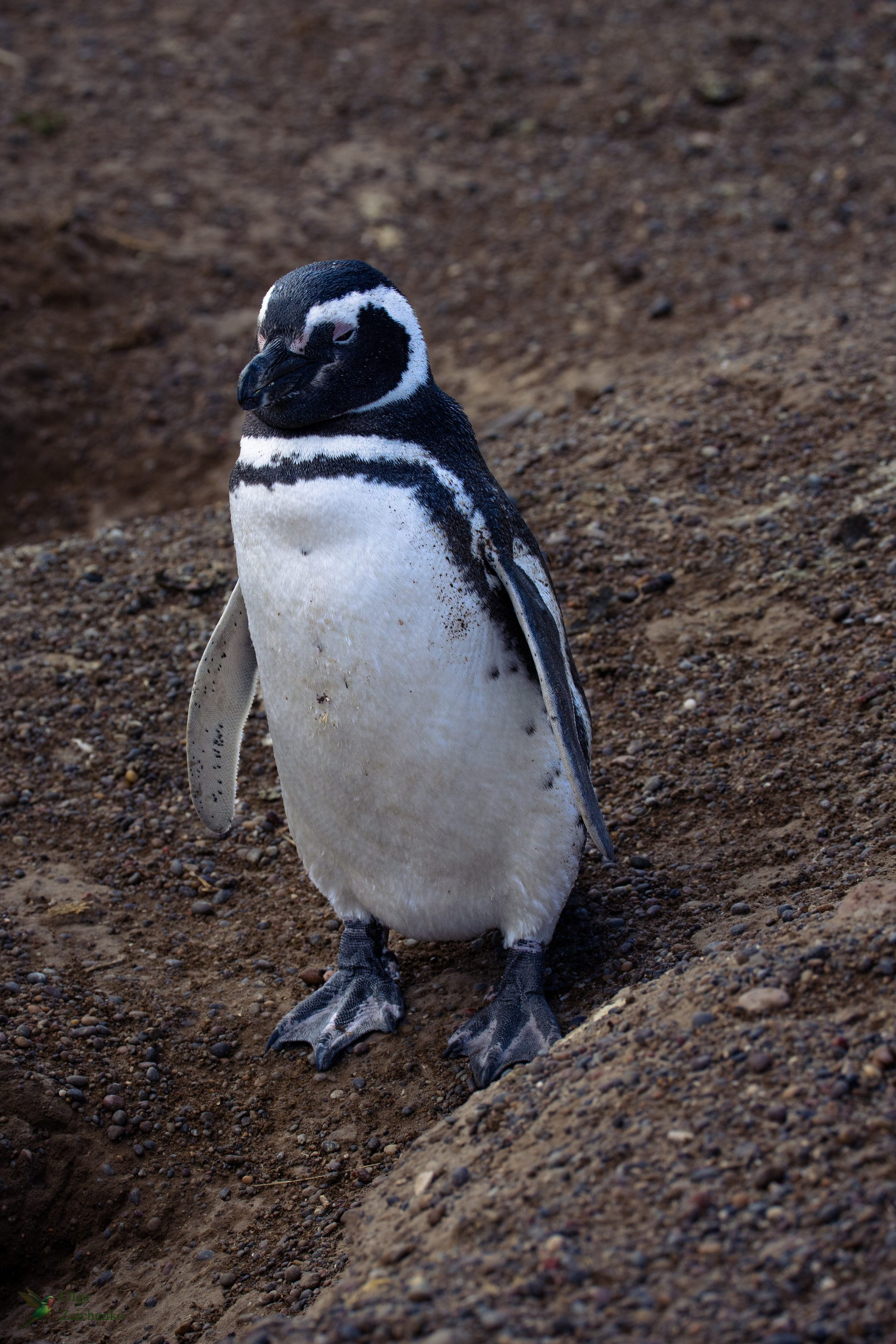 Магелланов пингвин