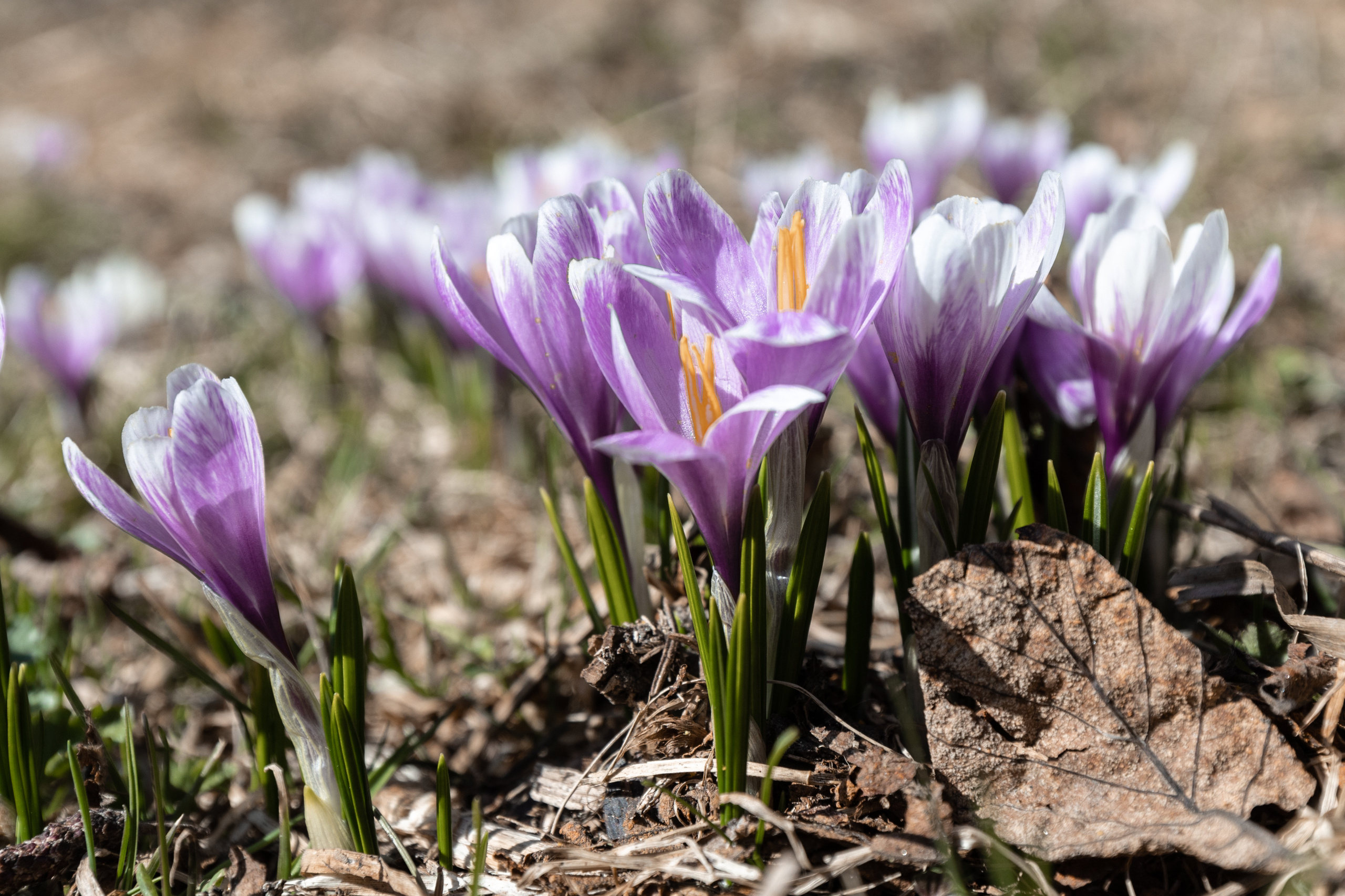 Feinheit. Guzel Kolobova| Fotografin| Salzburg