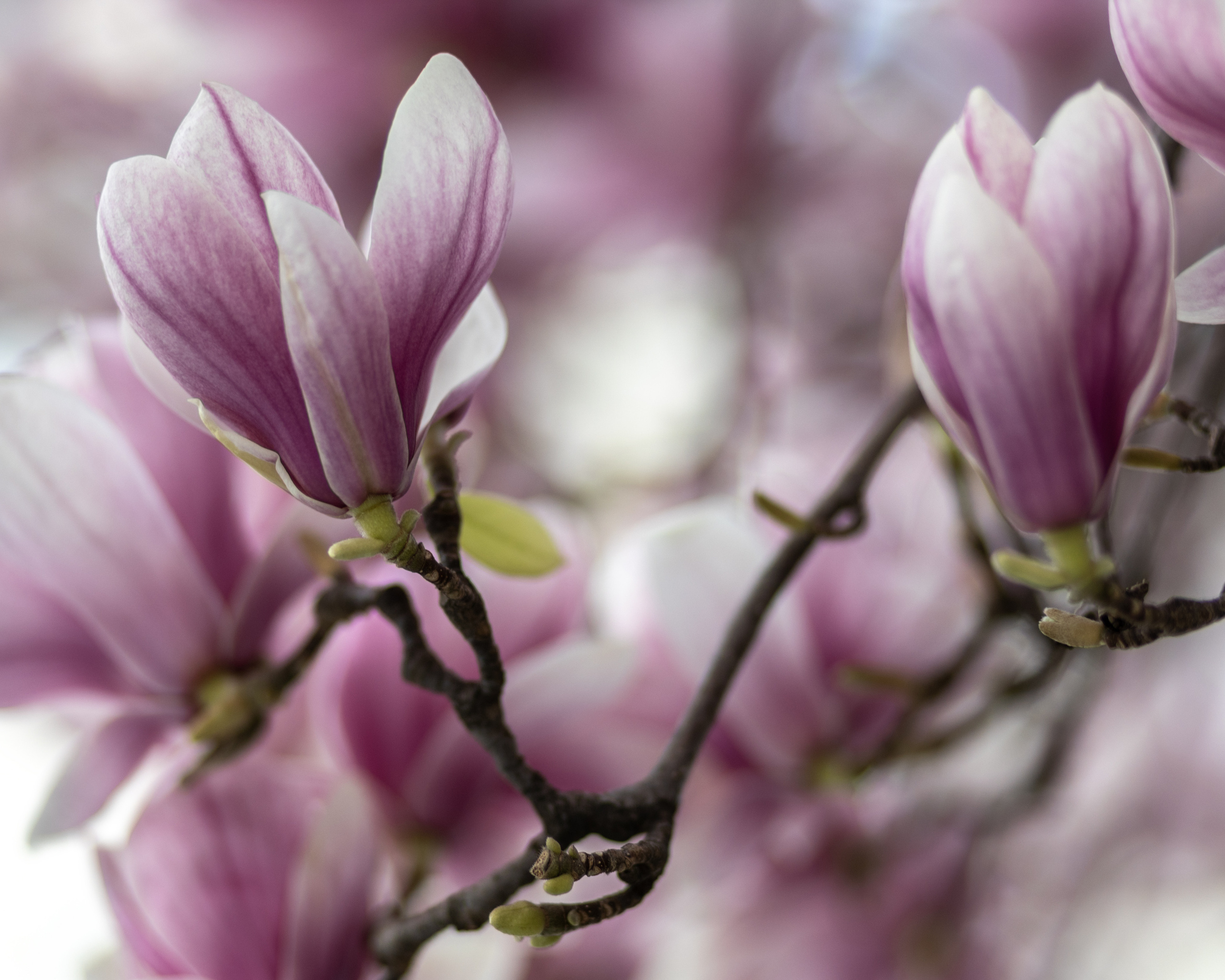 Feinheit. Guzel Kolobova| Fotografin| Salzburg