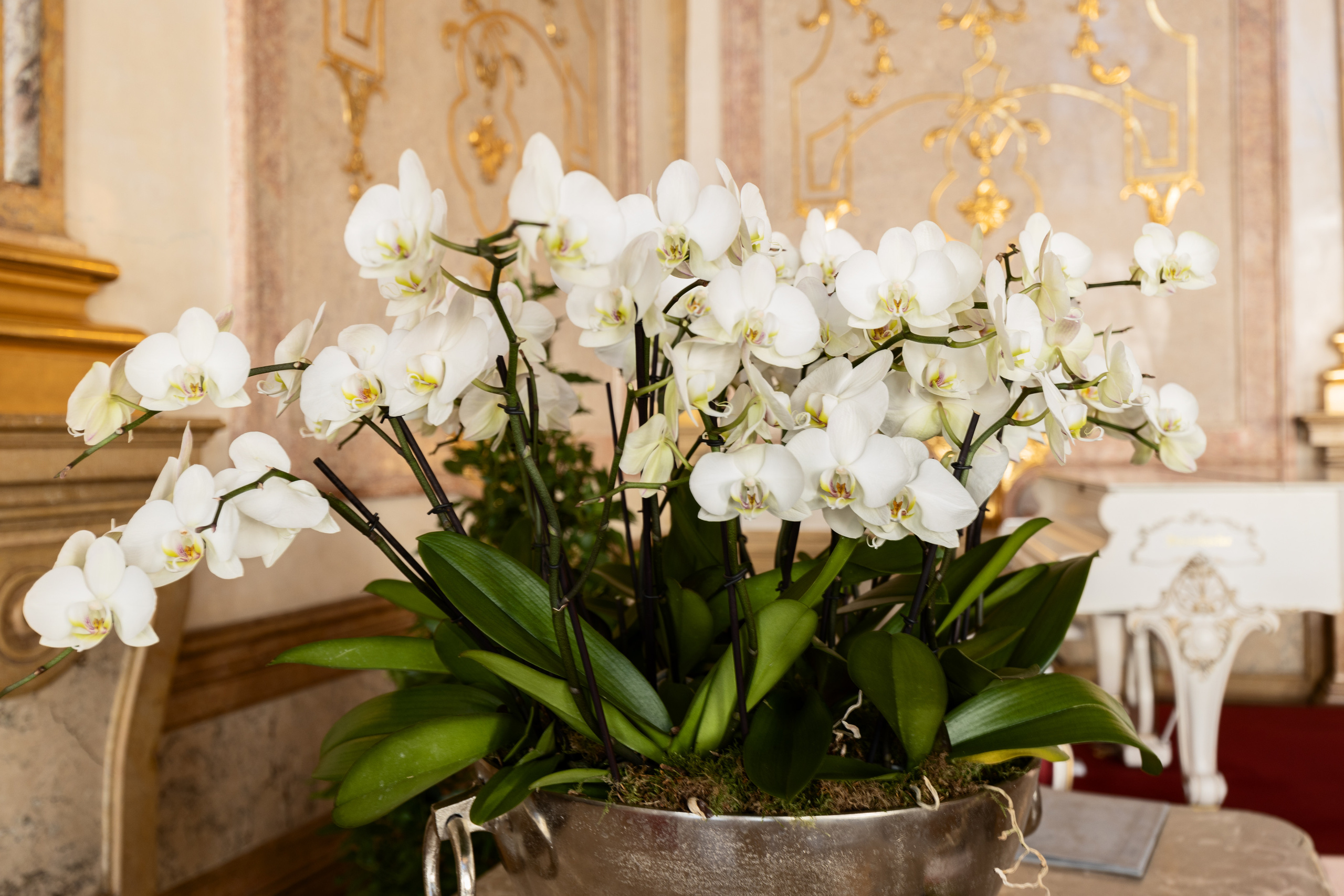 Familiengeschichten. Guzel Kolobova| Fotografin| Salzburg