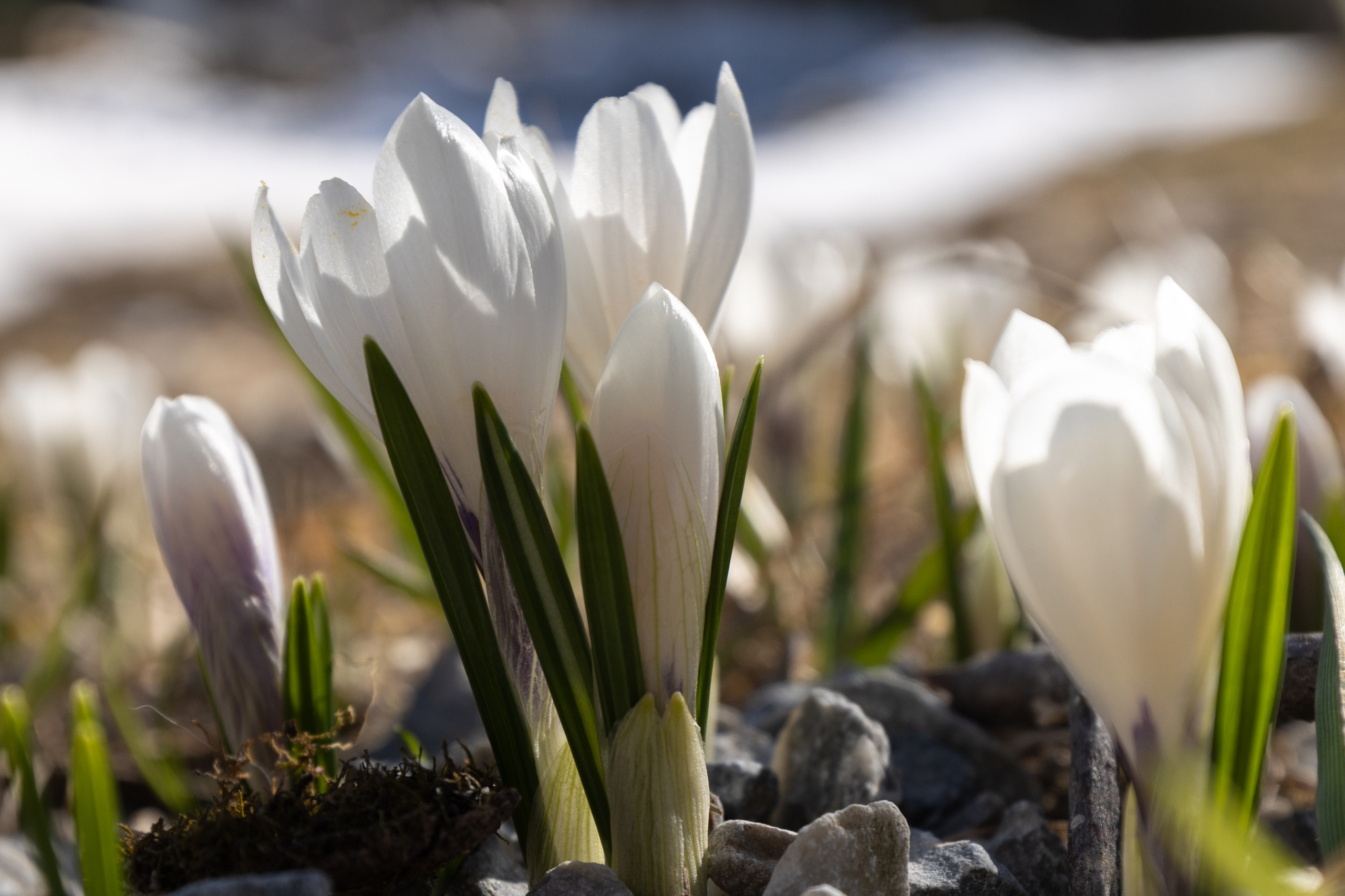 Feinheit. Guzel Kolobova| Fotografin| Salzburg