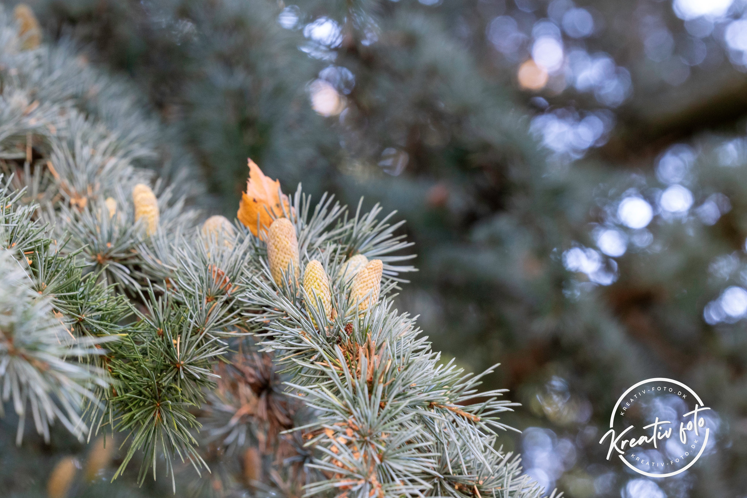 Efterår. Fotograf Aarhus | Portrætfoto Århus | Flotte billeder