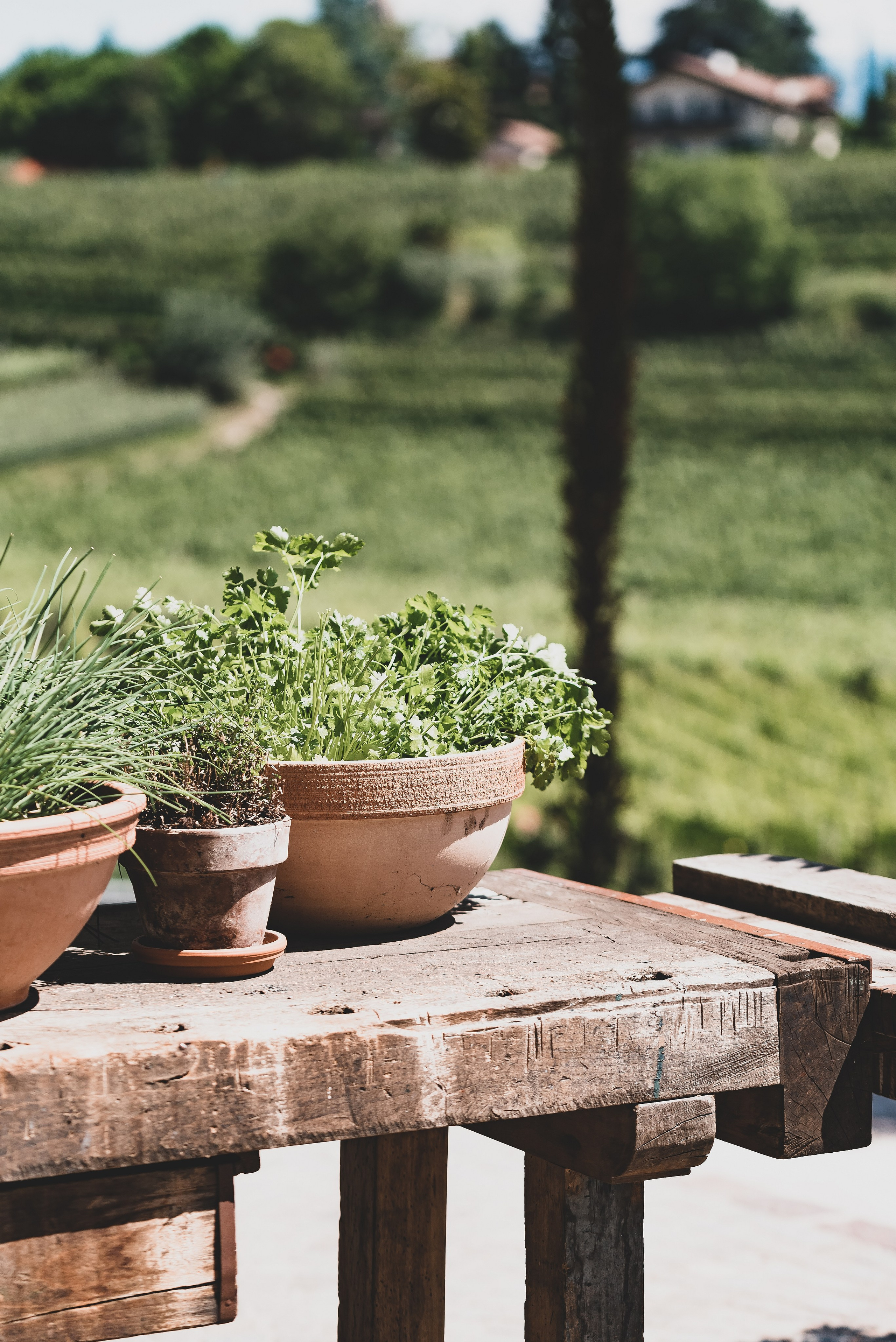 Die Sonne. Familienfotografin aus Sterzing Elena Muehlsteiger